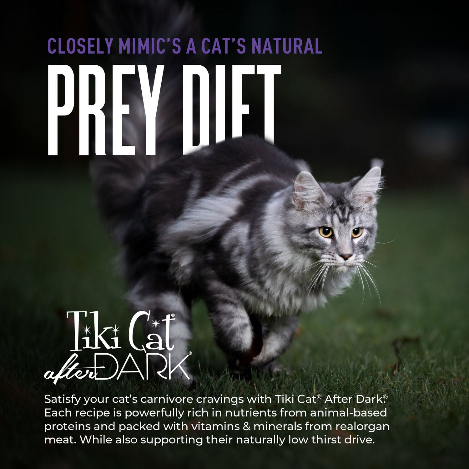 Tiki Cat After Dark Shreds Whole Foods Wet Cat Food, Chicken, Quail & Chicken Liver, 3 Oz. Can