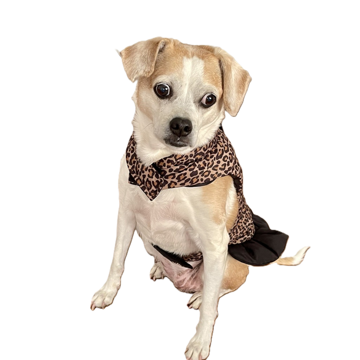 Fabdog Leopard Puffer Dress Dog Coat, Medium