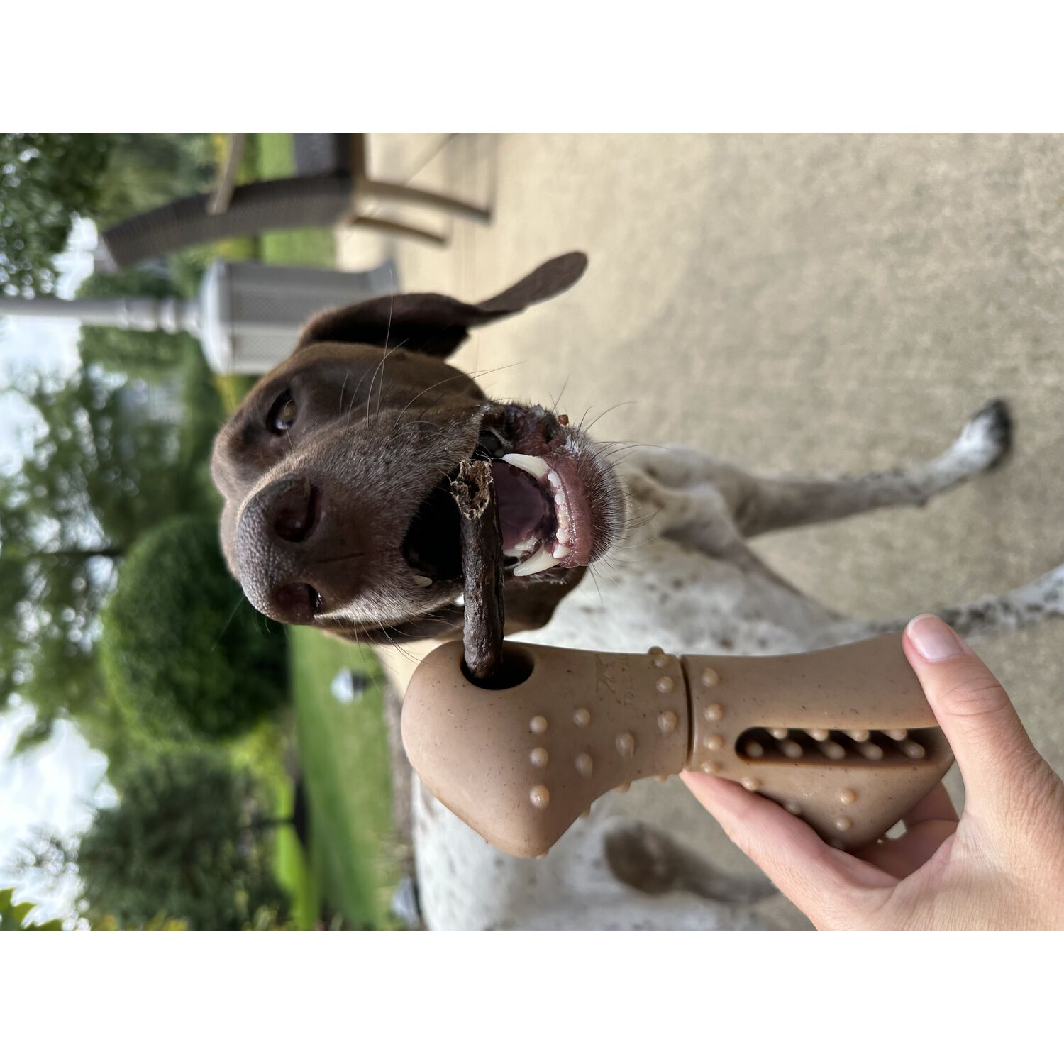 Tall Tails Bully Stick Holder & Dog Chew Toy, 7" Large