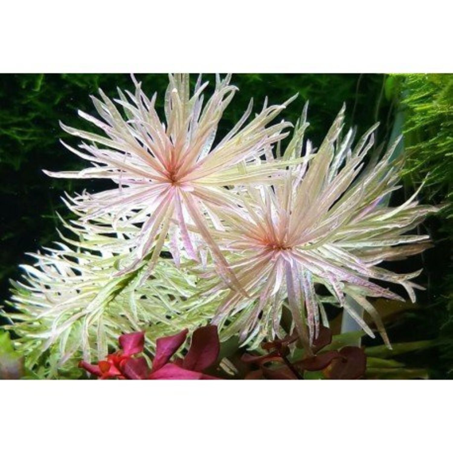 Ludwigia White