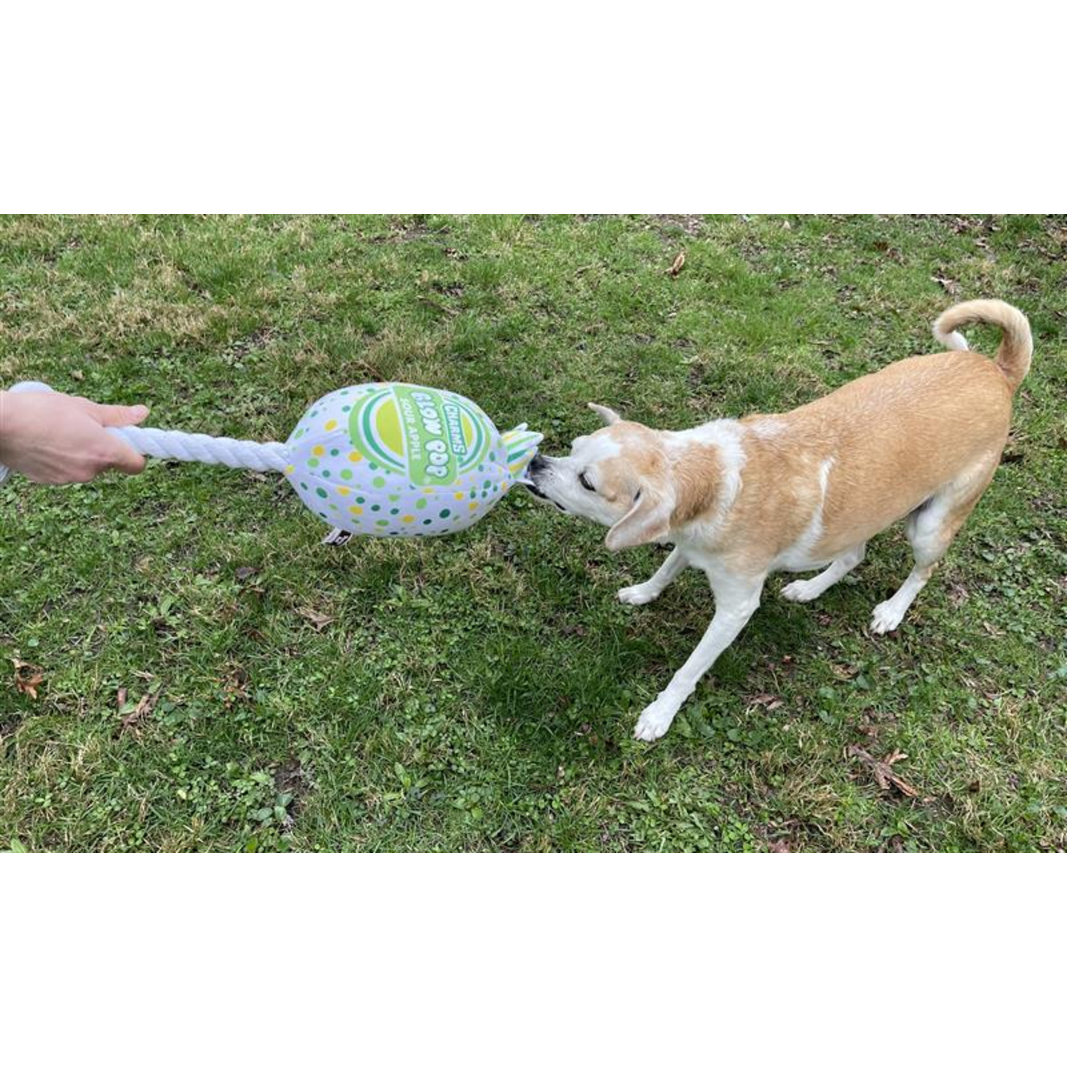 Pet Boarding Carms Mobile Grooming Prices Boarding (includes