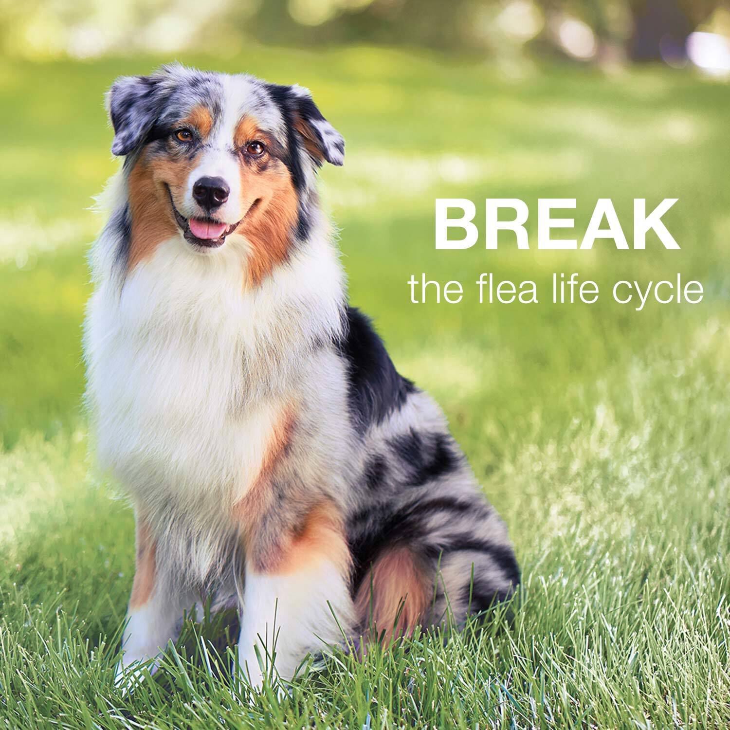 Advantage Ii Flea Treatment For Dogs, Over 55-Lbs 6-Pack = 6 Months Of Protection