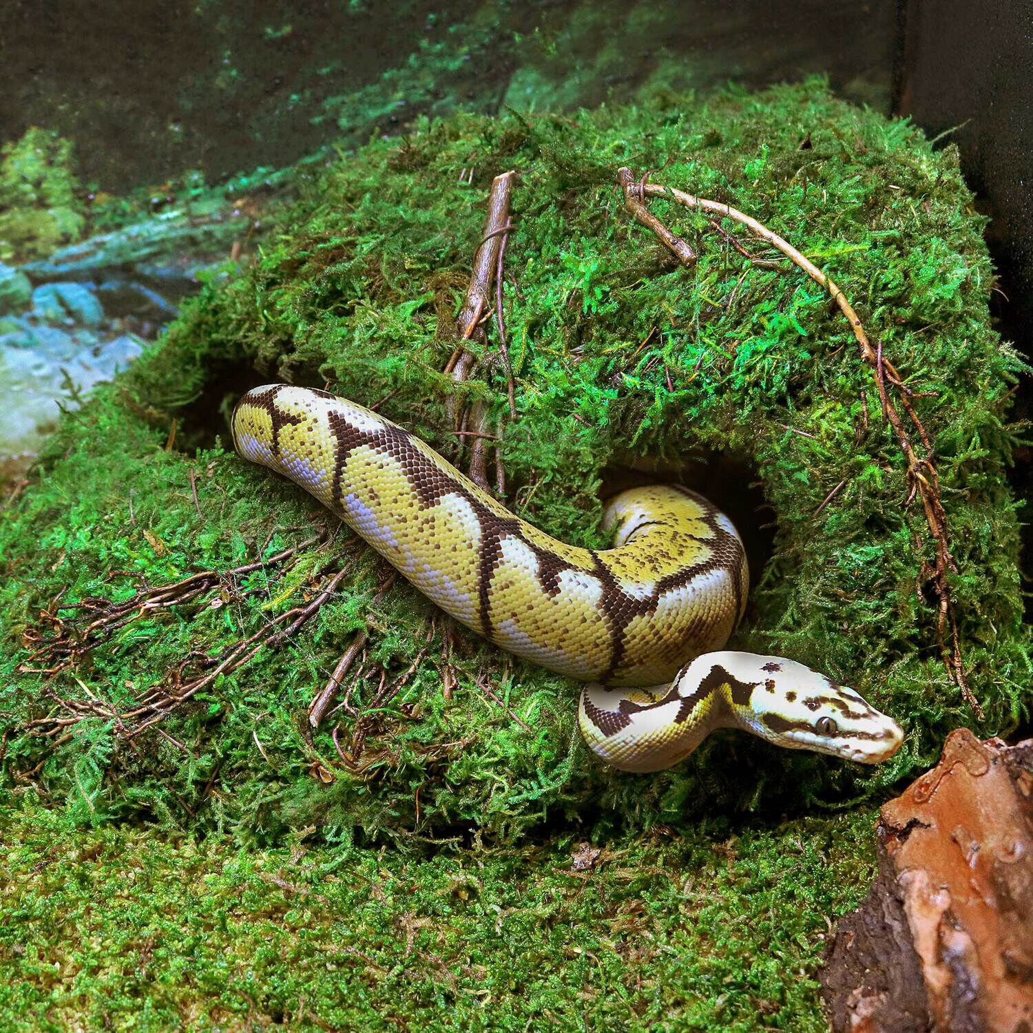 Gal&aacute;pagos Sapa Corner Reptile Hideout, Green, 10 X 5.5In