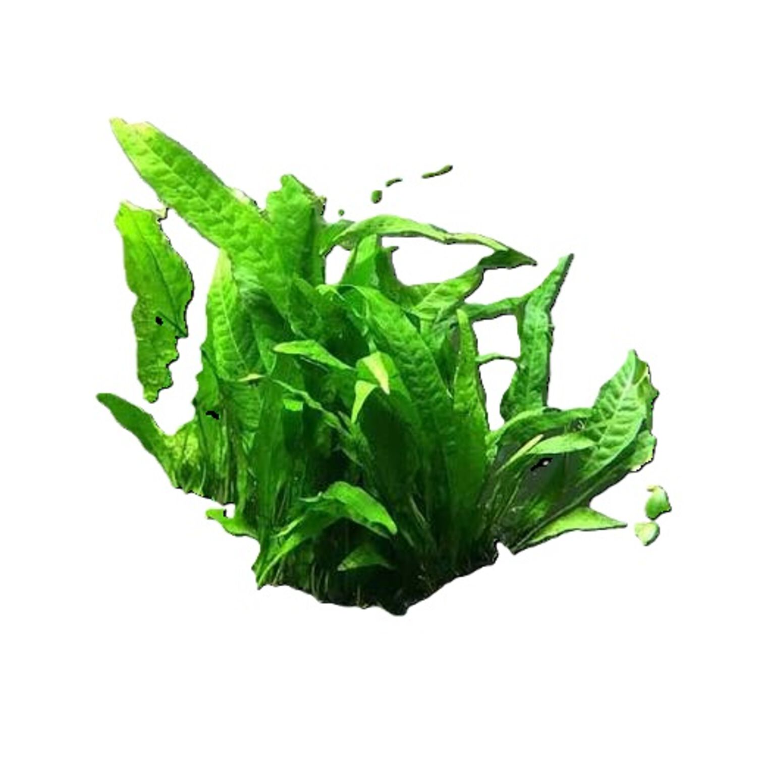 Java Fern On Mat