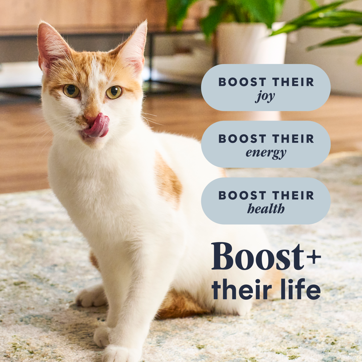 Instinct Raw Boost Grain-Free Recipe With Real Chicken Dry Cat Food, 10-Lb Bag