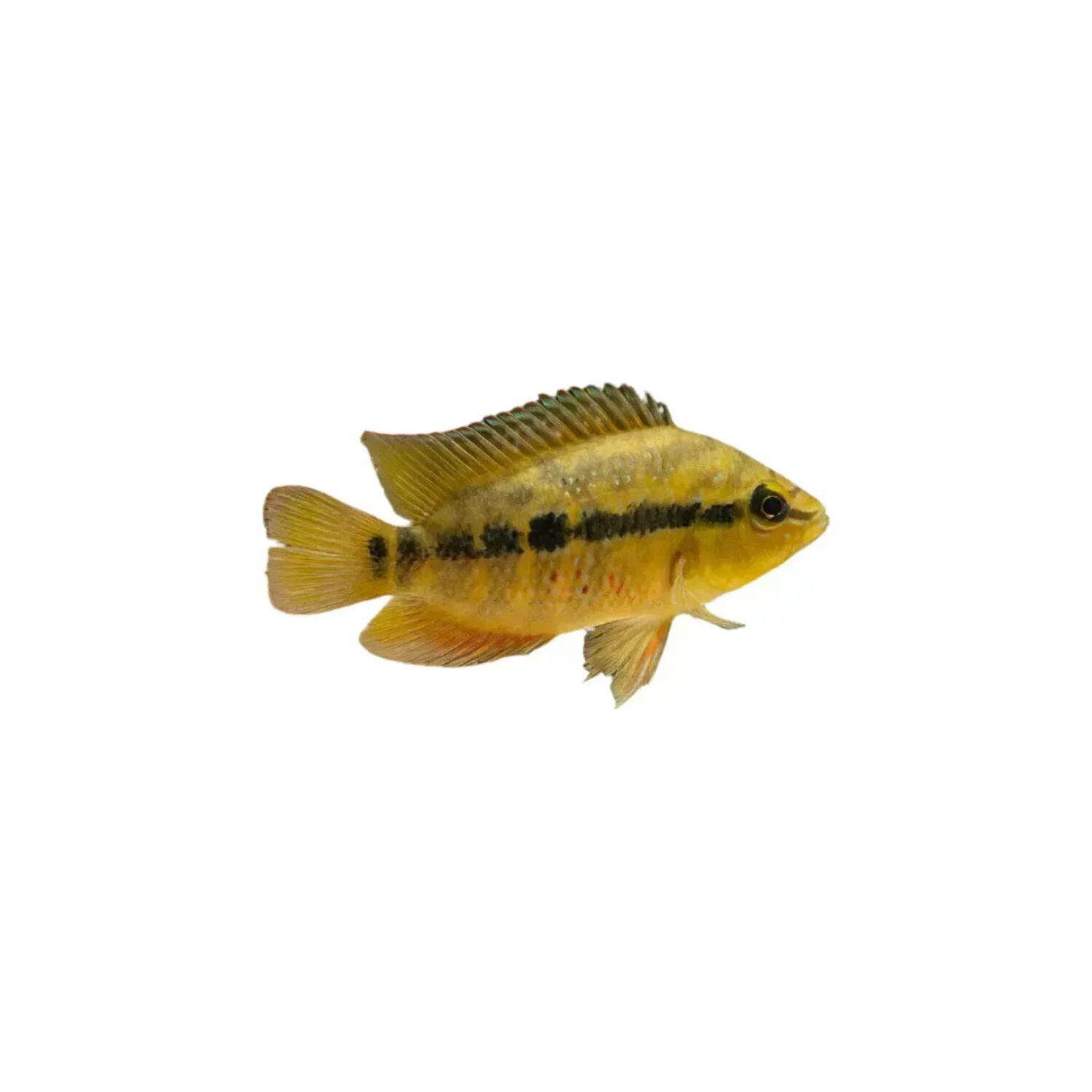Salvini Cichlid Regular