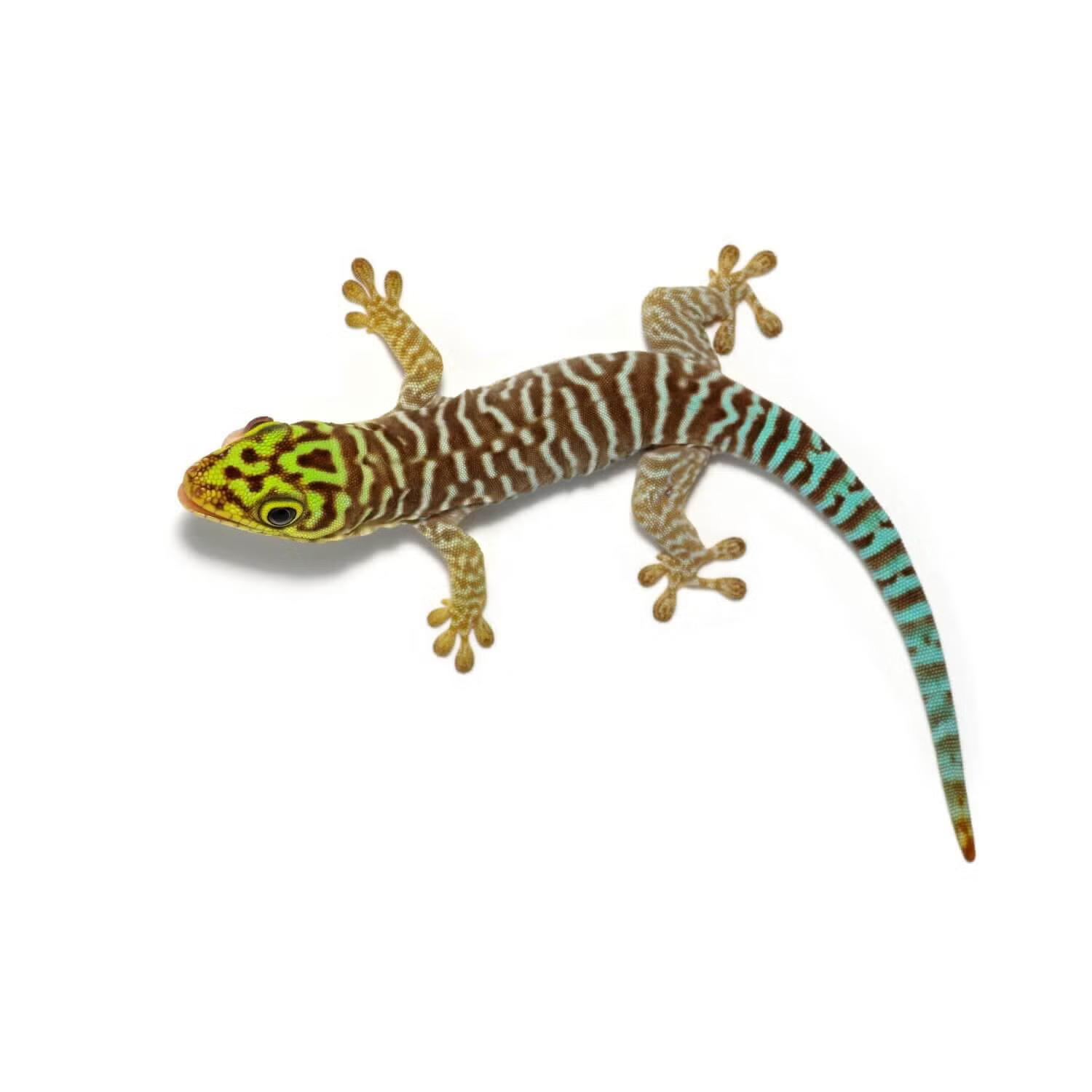 Standing's Day Gecko