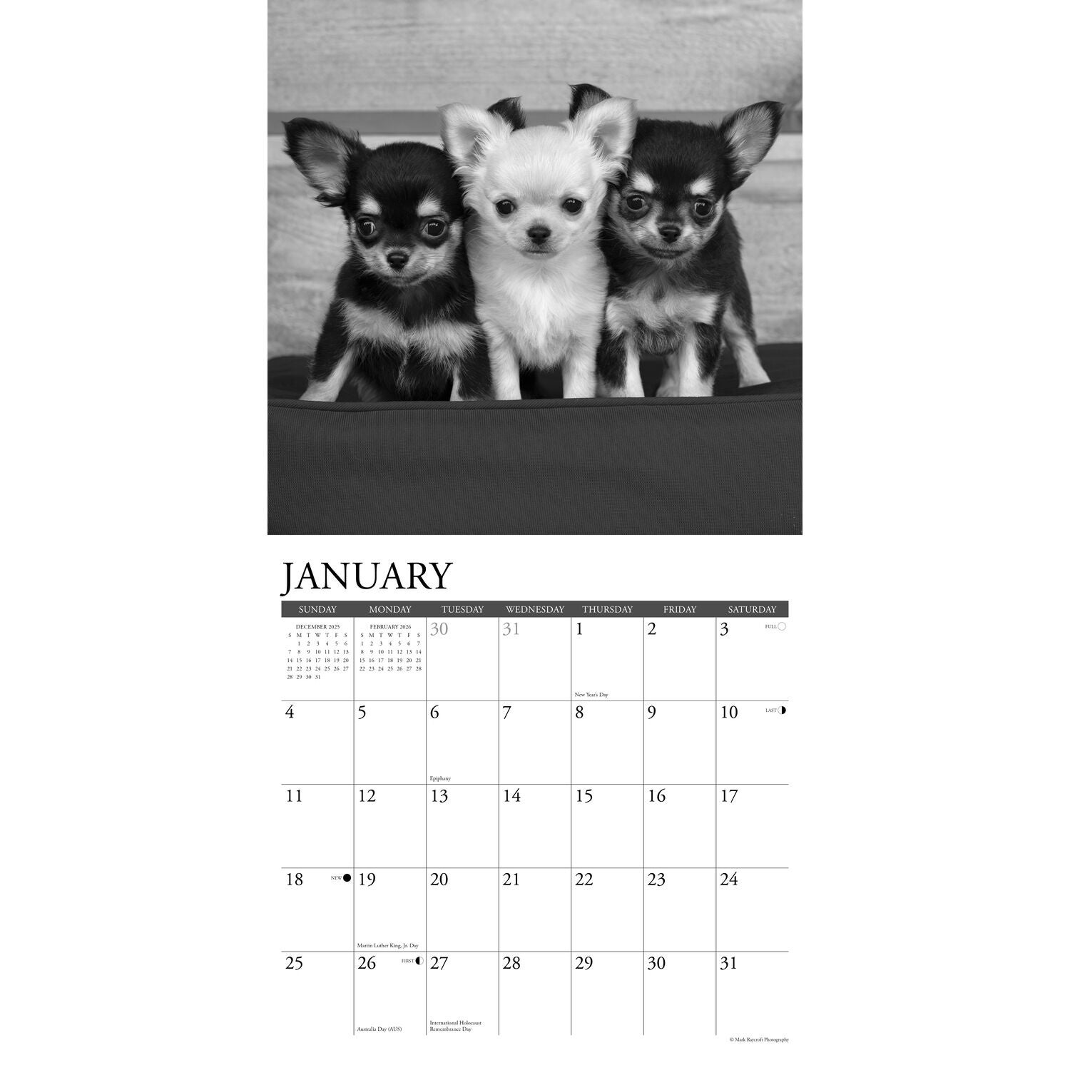 Willow Creek Press 2026 Chihuahuas Wall Calendar