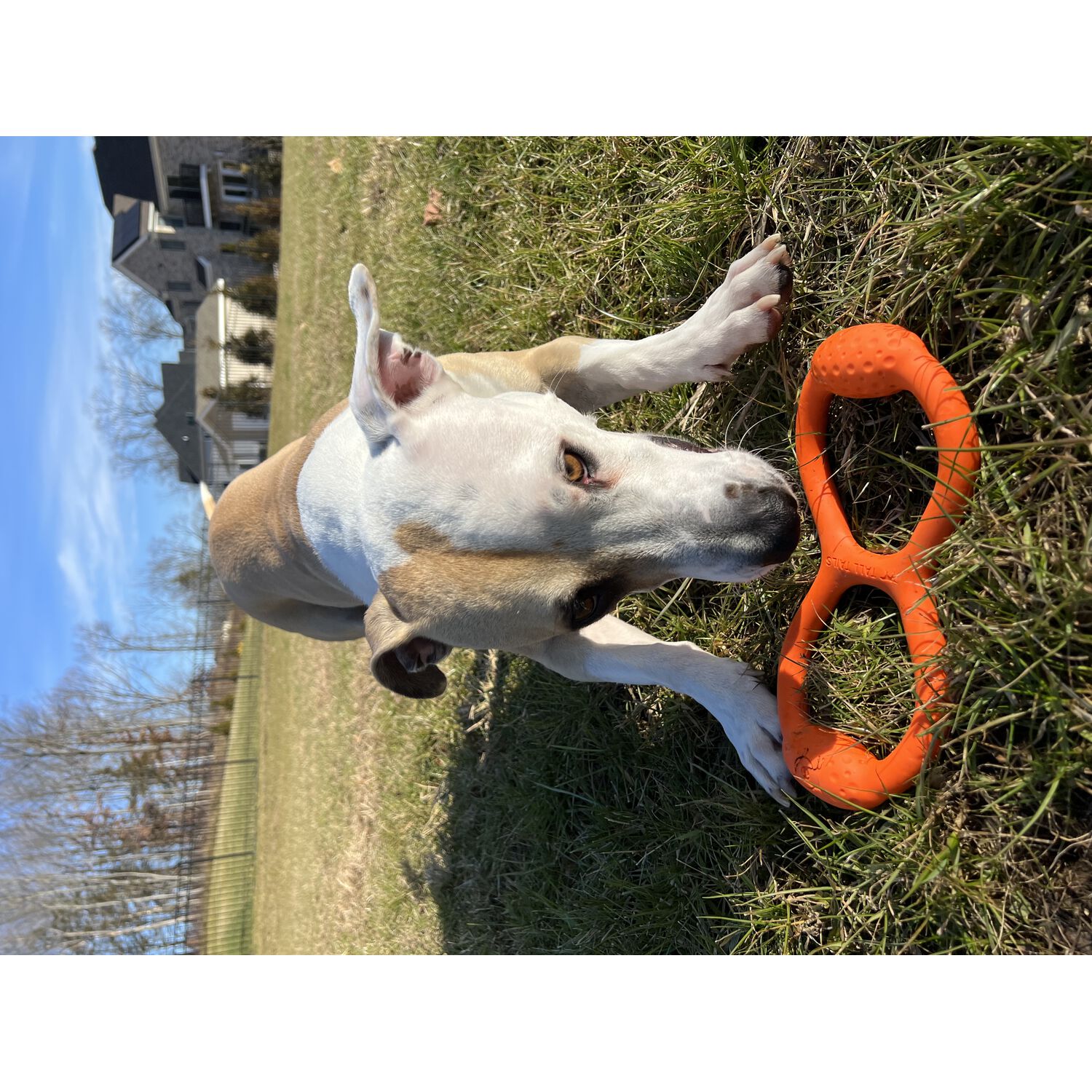 Tall Tails Goat Sport Rubber Tug Dog Toy, 11-Inch