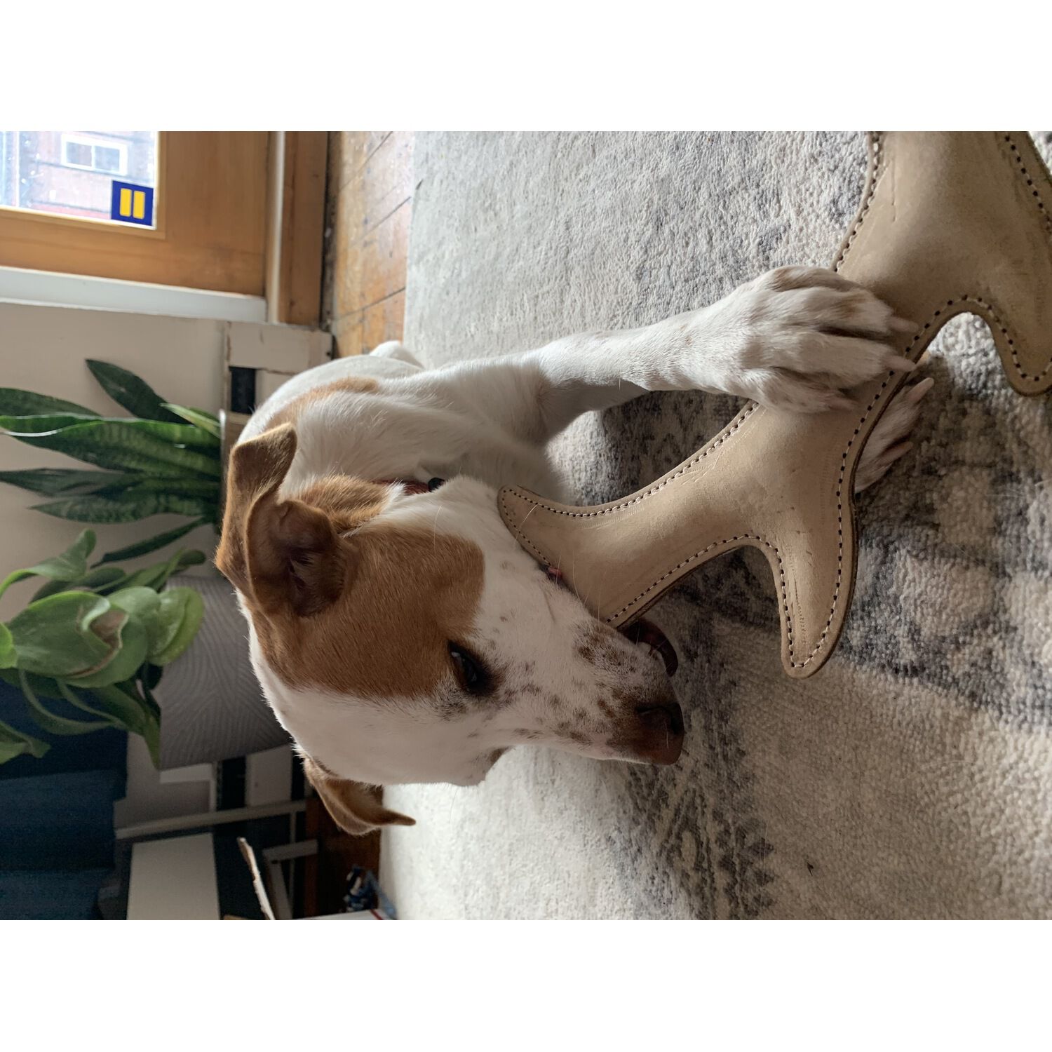 Tall Tails Natural Durable Leather Antler Dog Toy, 11"