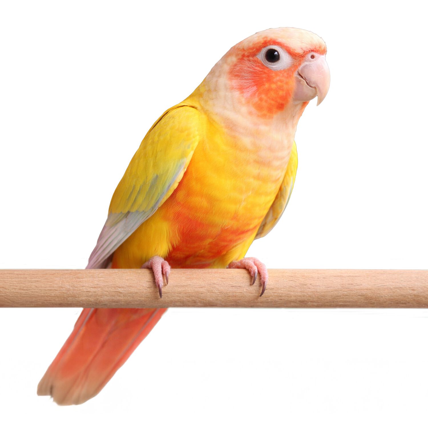 Sun Cheek Conure