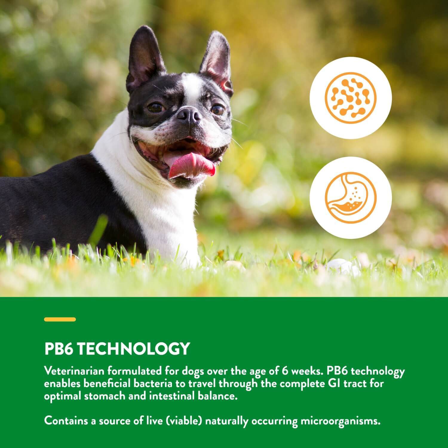 Naturvet Advanced Probiotics And Enzymes Supplement, Plus Vet Strength Pb6 Probiotic For Dogs
