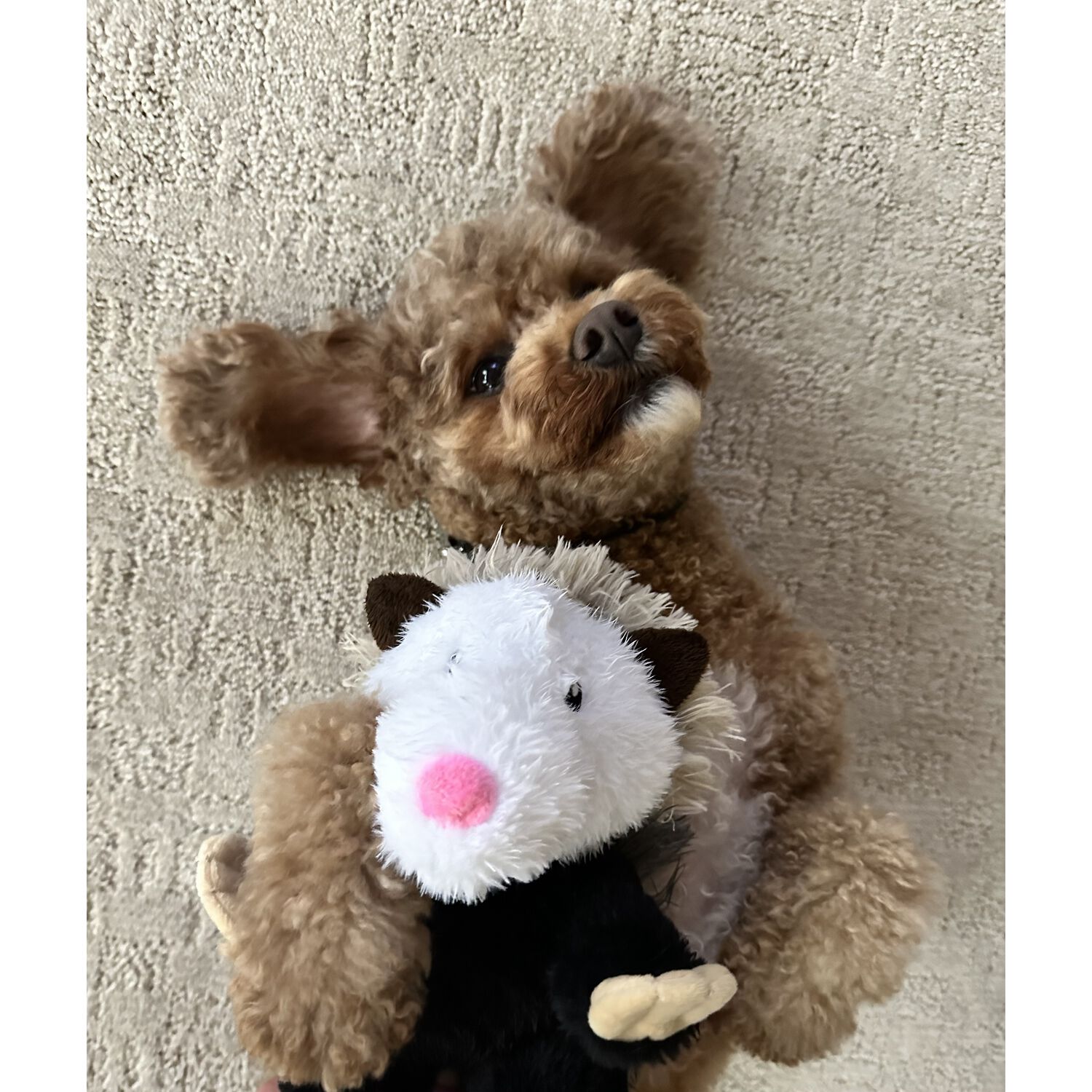 Tall Tails Possum Rope Body Squeaker Plush Dog Toy, 12-Inch