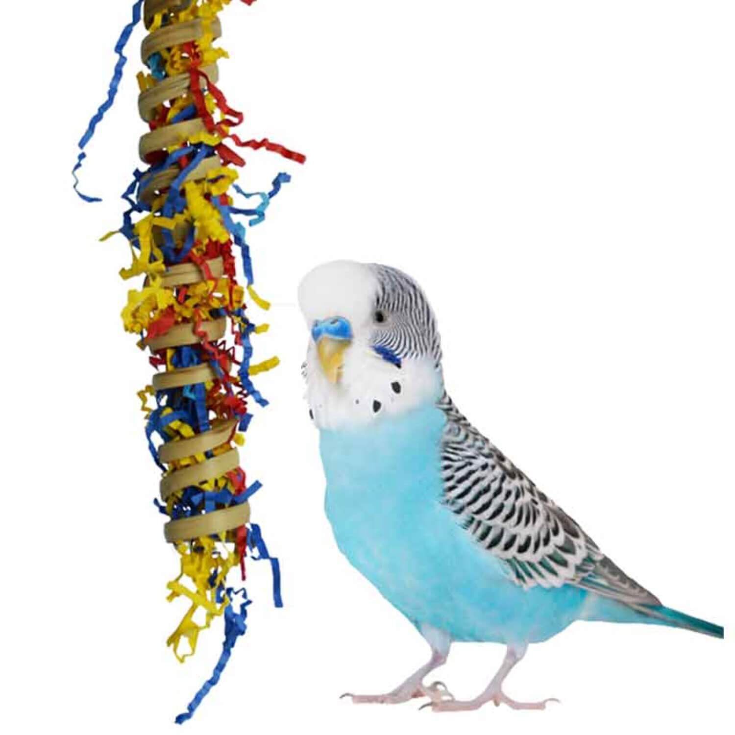 Pet shop supermarket birds
