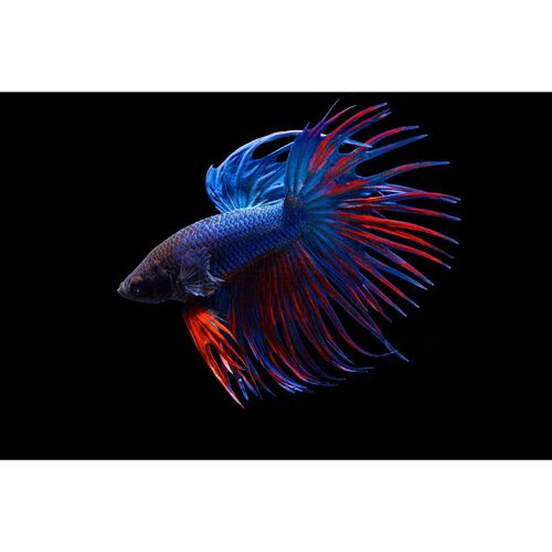Male Crowntail Betta