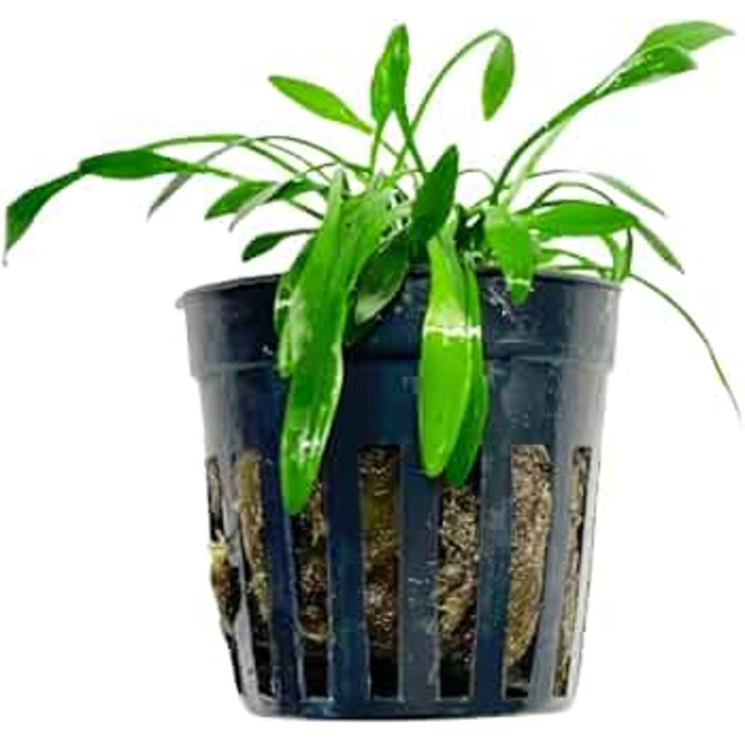 C. Parva Potted