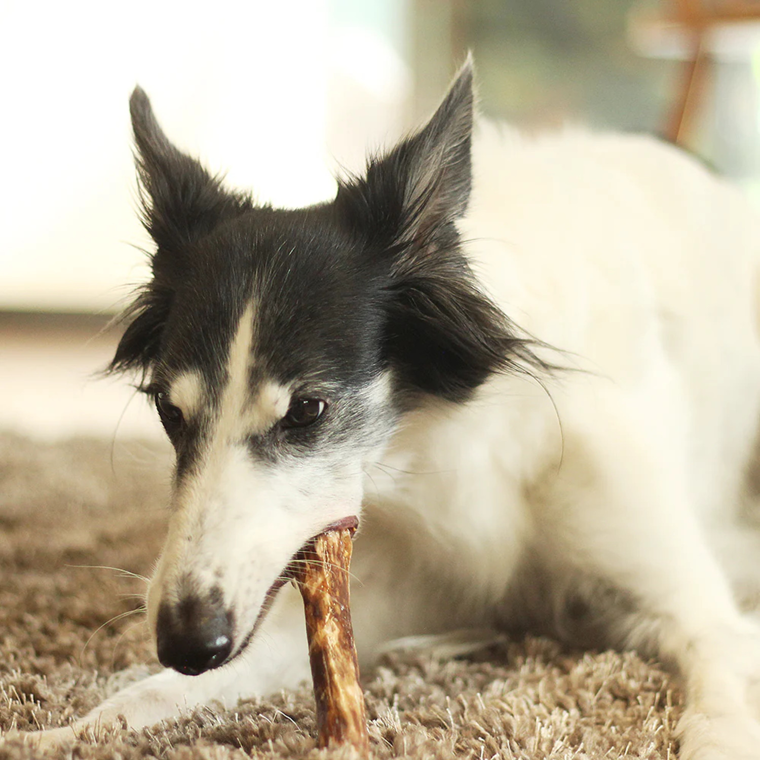 Performatrin Ultra Chewy Bulls Natural Dog Chew, 6"