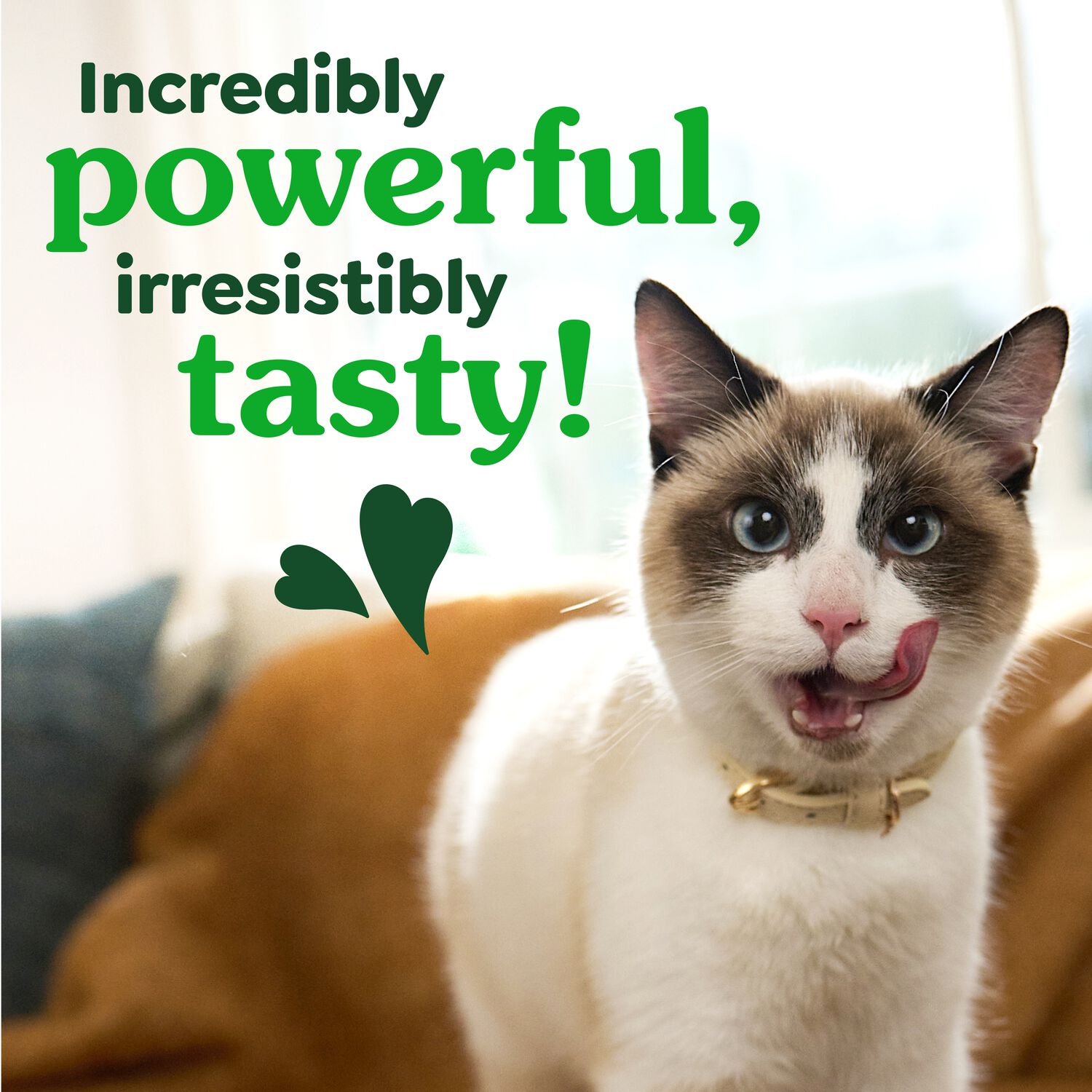 Greenies Feline Natural Crunchy Adult Cat Dental Treats, Savory Salmon, 9.75-Oz Bag