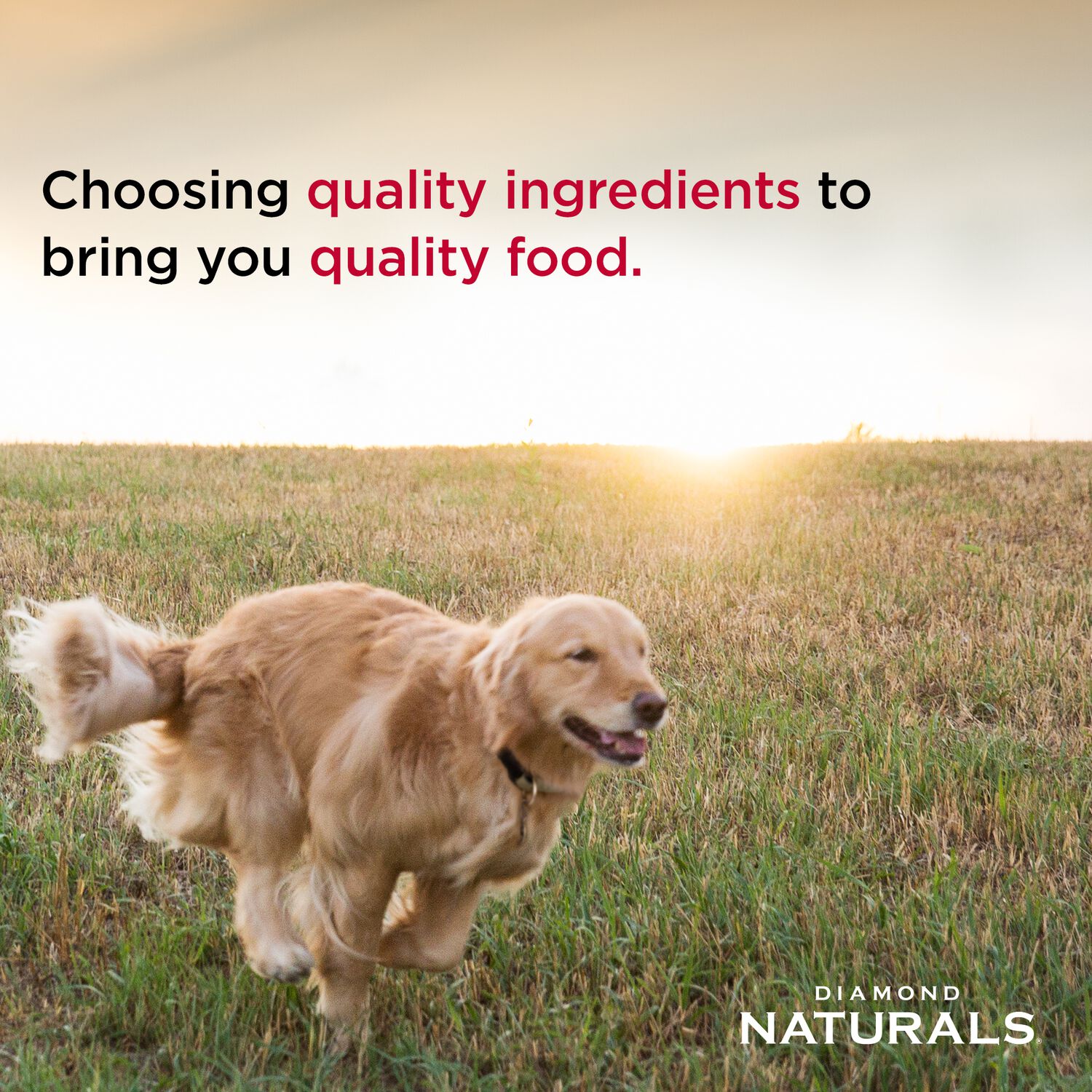 Diamond Naturals Small Breed Adult Chicken & Rice Formula Dry Dog Food, 18-Lb Bag