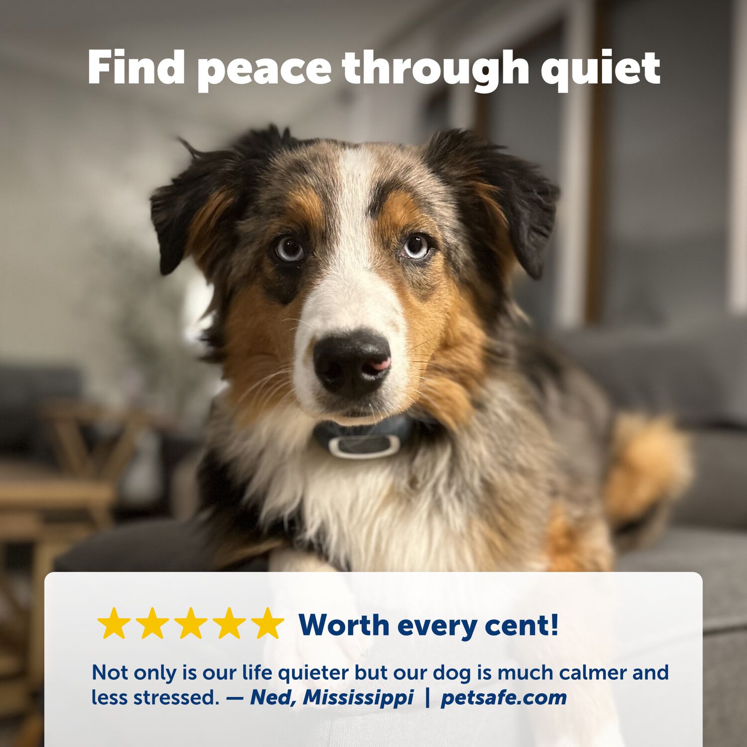Petsafe Basic Waterproof Bark Control Training Collar For Dogs, 8+ Lbs
