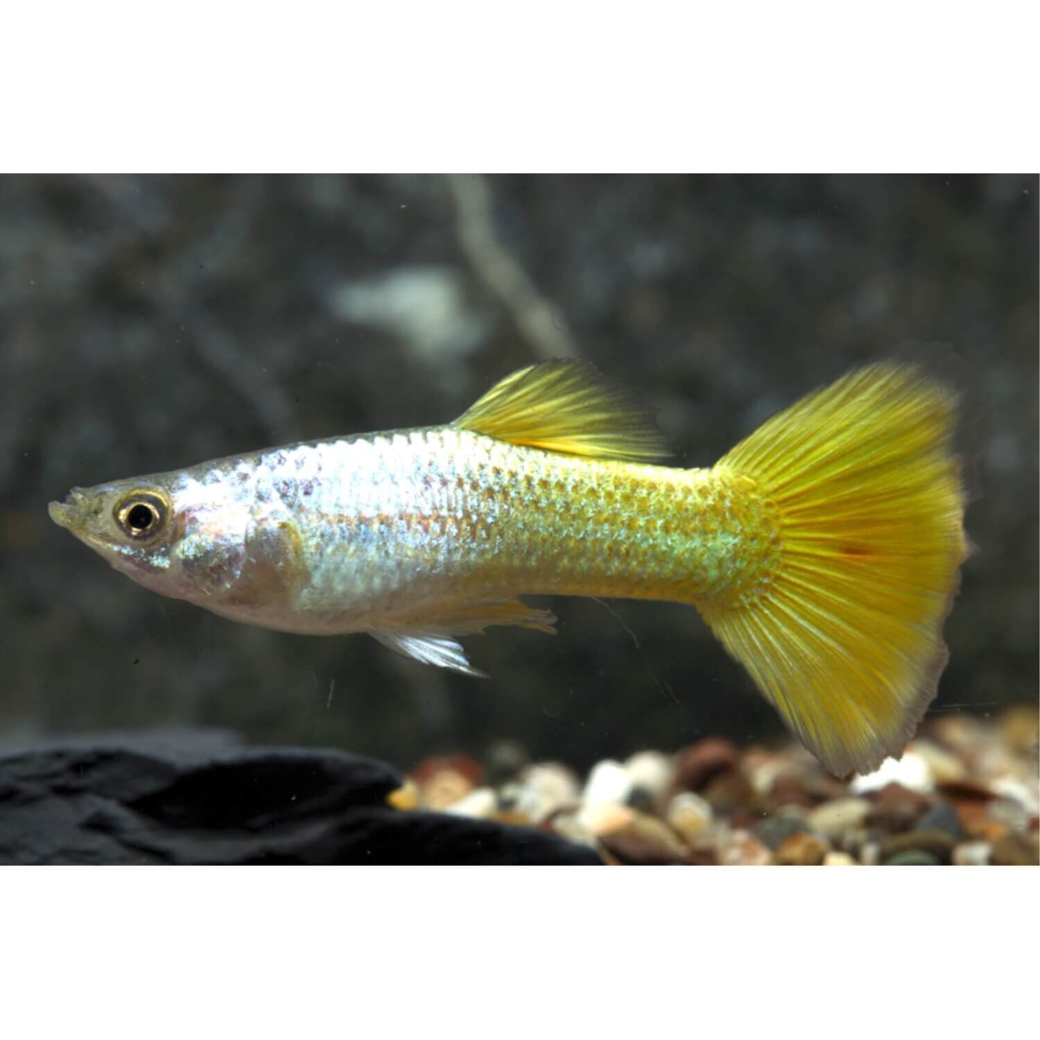 Assorted Fancy Guppy Fish Male