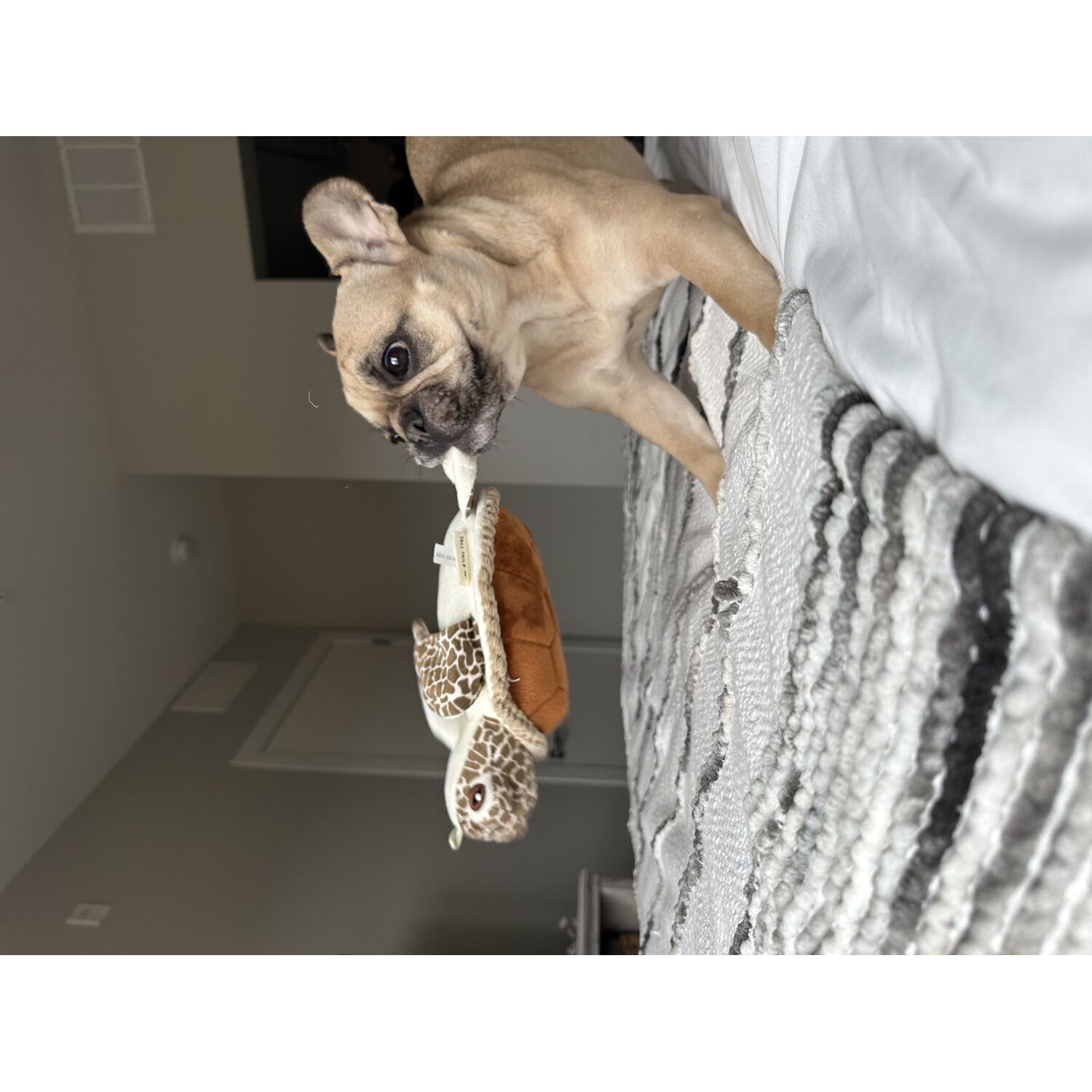 Tall Tails Animated Sea Turtle Dog Toy