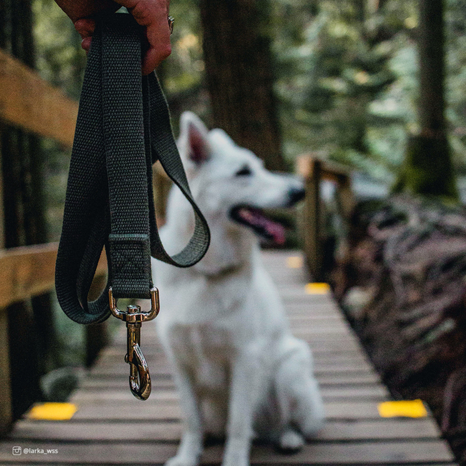 Coastal New Earth Soy Dog Leash, 1" X 6' - Rose