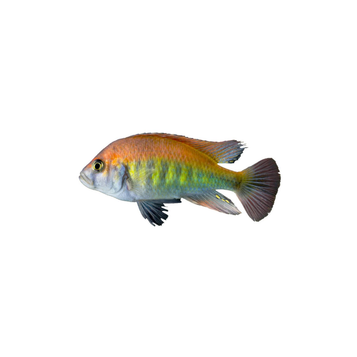 Rainbow Cichlid Regular
