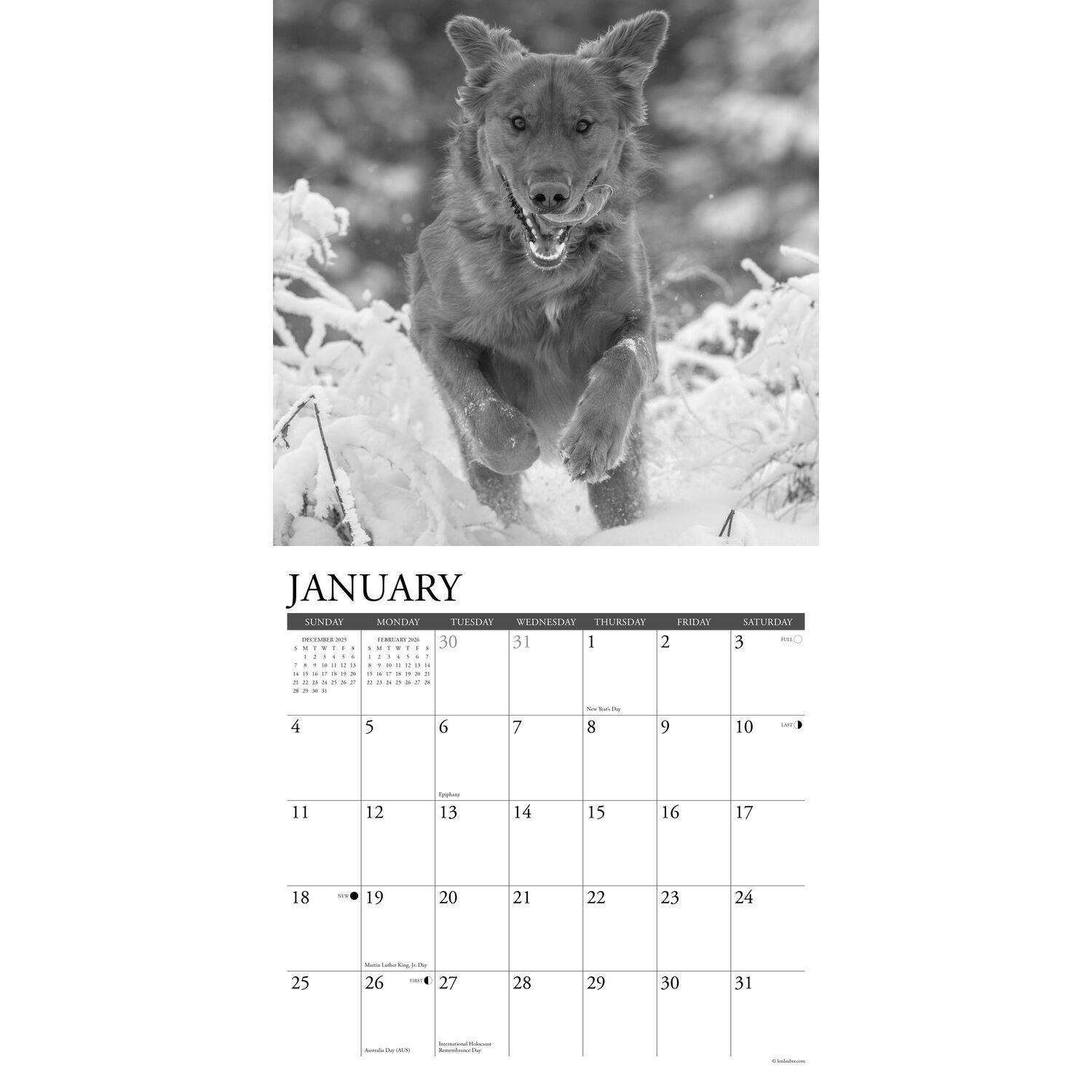 Willow Creek Press 2026 Goldens Wall Calendar