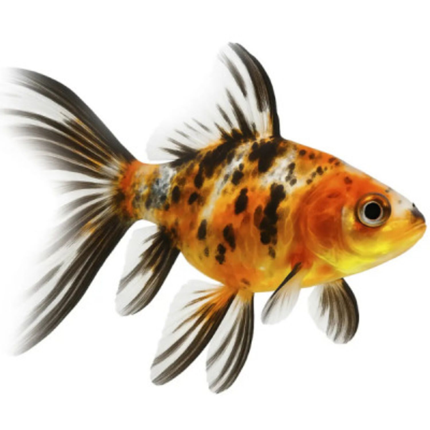 Calico Shubunkin Goldfish Medium/Large