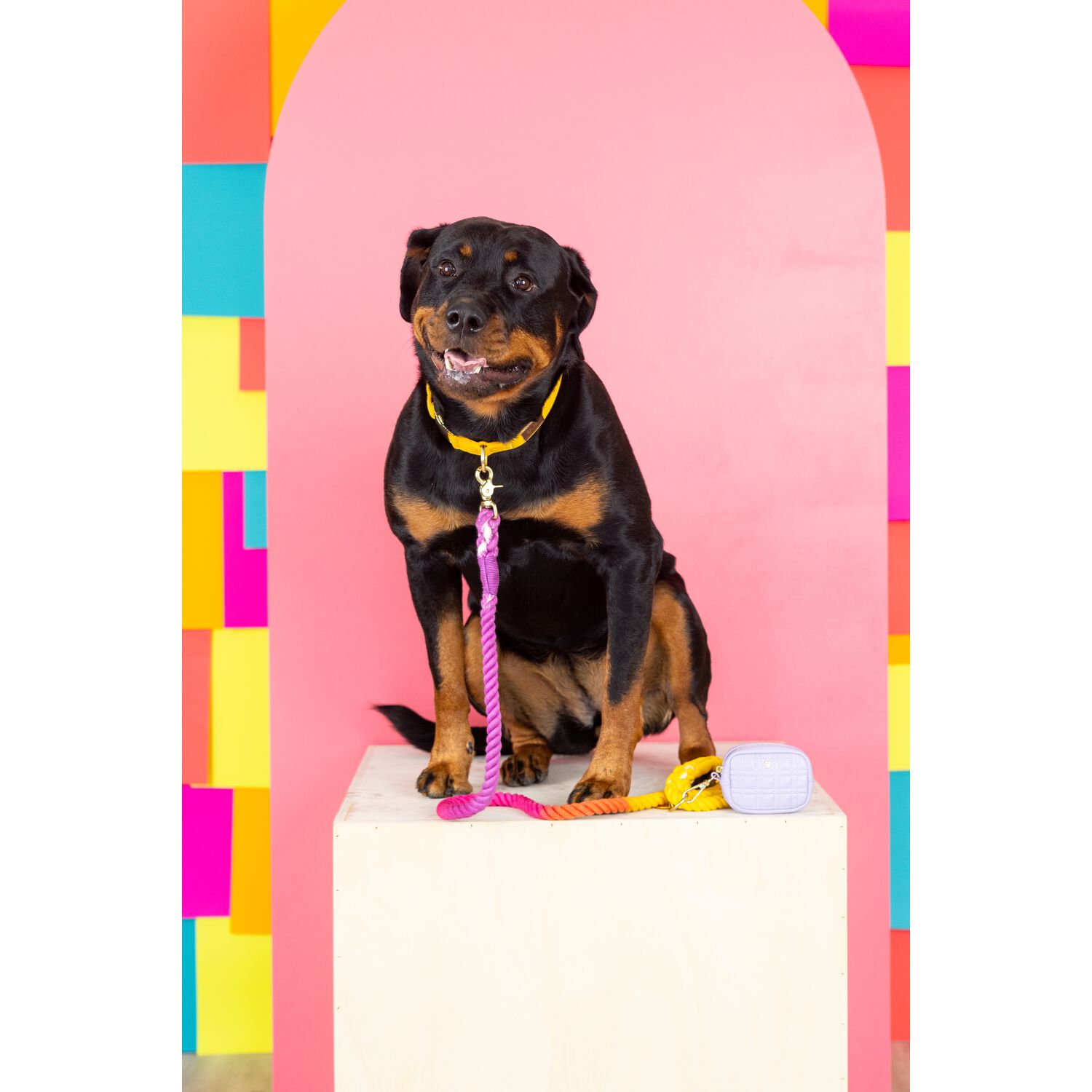 Pink Papyrus Roxy Rope Dog Leash, 6 Feet Long, Pastel Colors