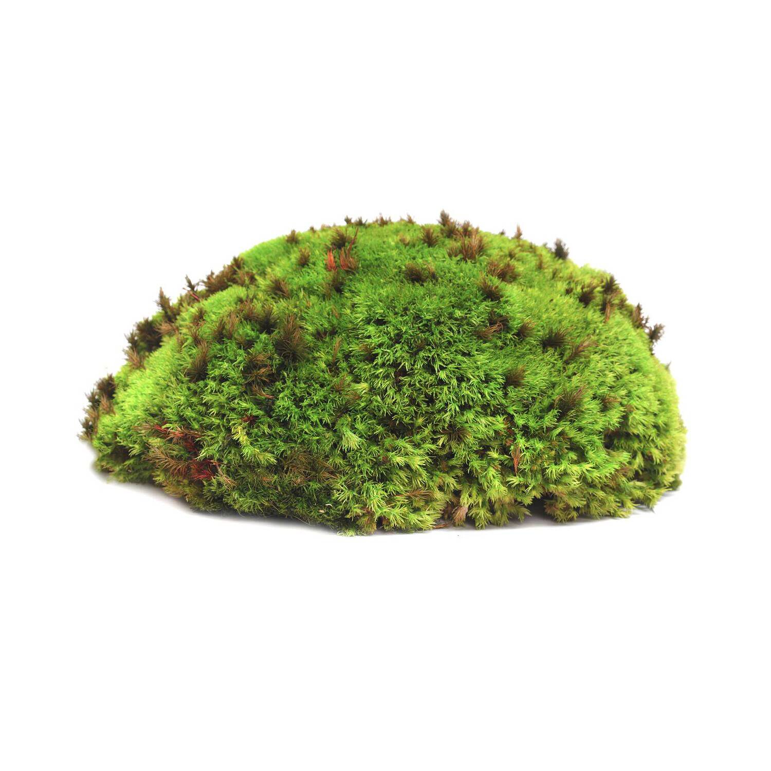 Gal&aacute;pagos Royal Pillow Moss Reptile And Terrarium Substrate, Fresh Green, 8Qt Bag