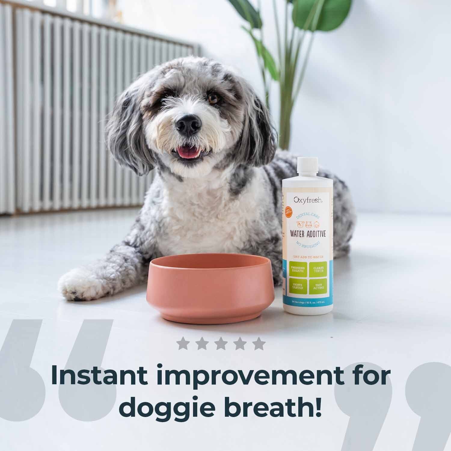 Oxyfresh Premium Pet Care Solution Cat & Dog Dental Water Additive, 16-Fl-Oz Bottle