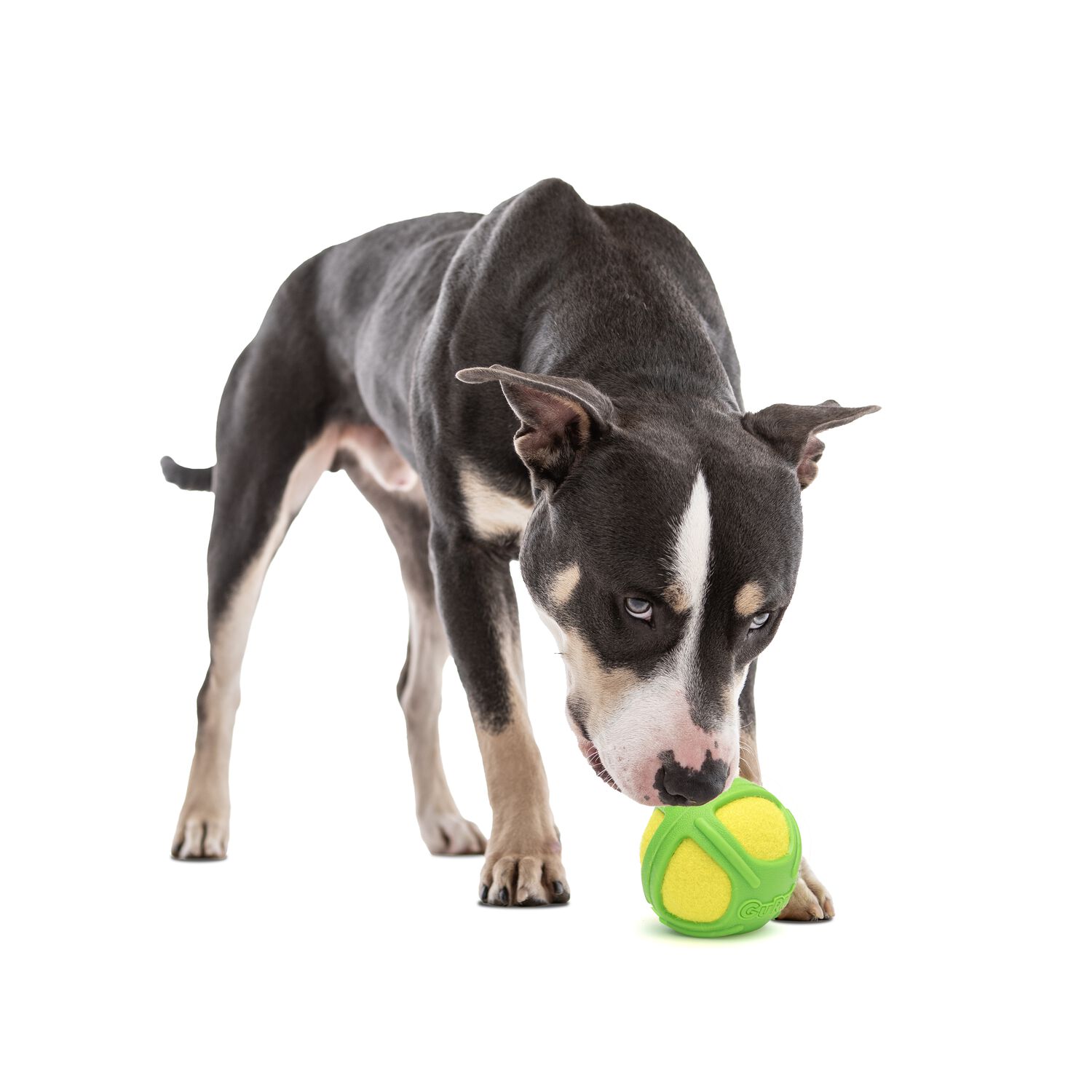 Guru Tennis Max Ball Dog Toy, Large