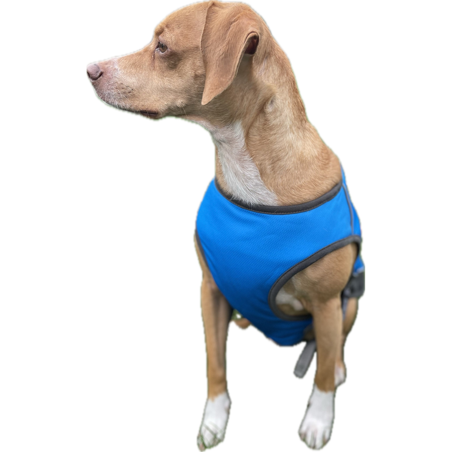 Unique Petz Dog Cooling Vest - Extra Large, Blue