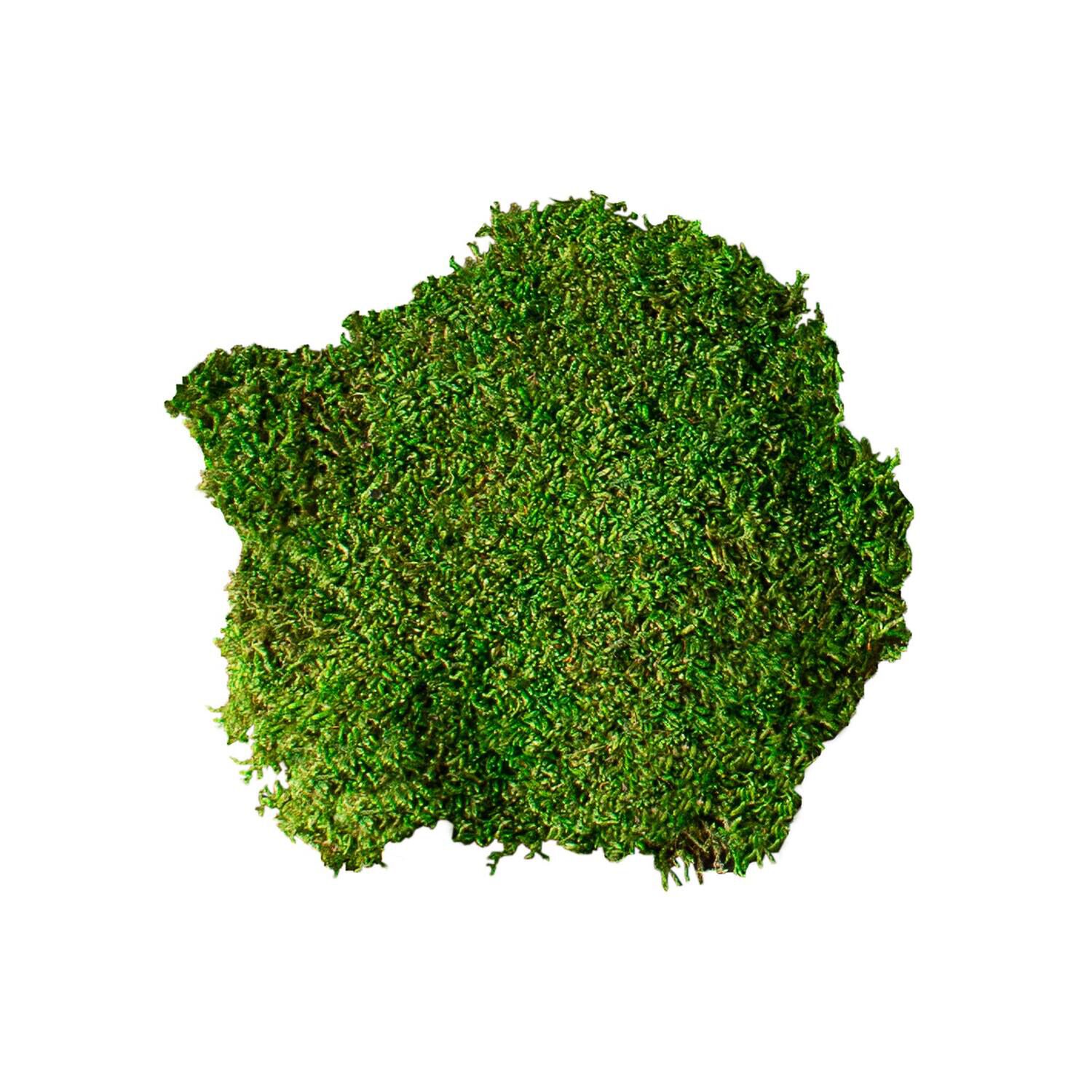 Gal&aacute;pagos Terrarium Starter Kit, Humid Environment, 4.5Qt Box
