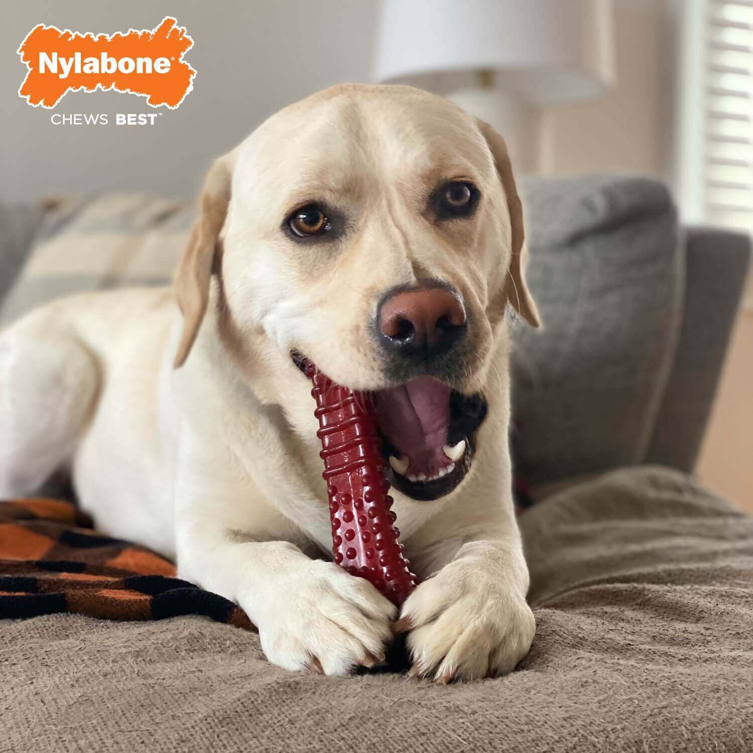 Nylabone Power Chew Basted Blast Dual Flavored Dog Chew Toy - Bacon & Steak Flavors