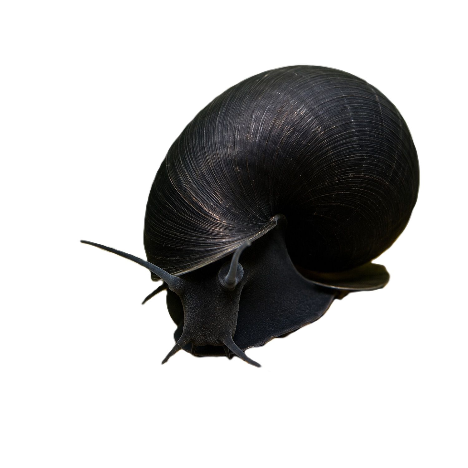 Black Mystery Snail - Regular
