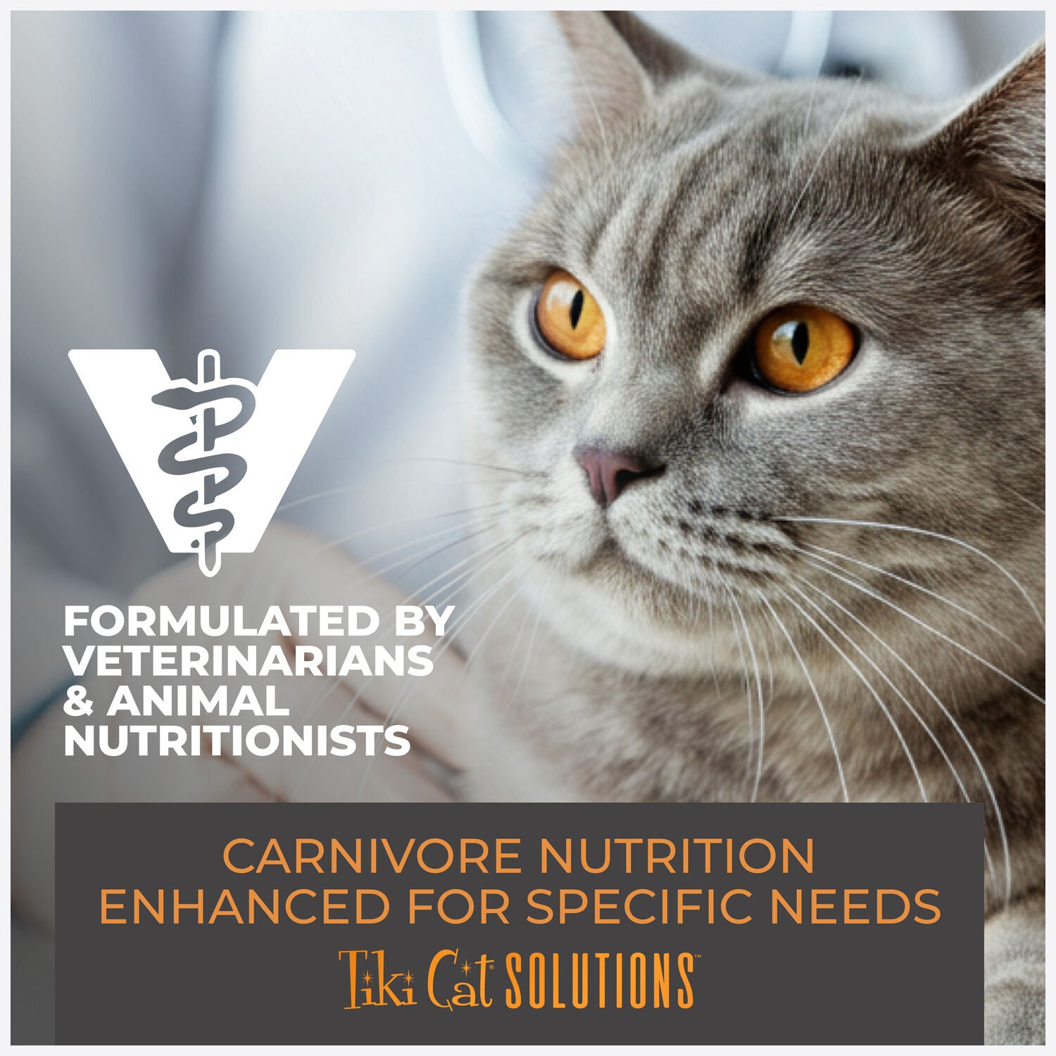 Tiki Cat Solutions Mousse, Light, Chicken, Turkey & Pumpkin Recipe In Broth, 2.4-Oz Pouch