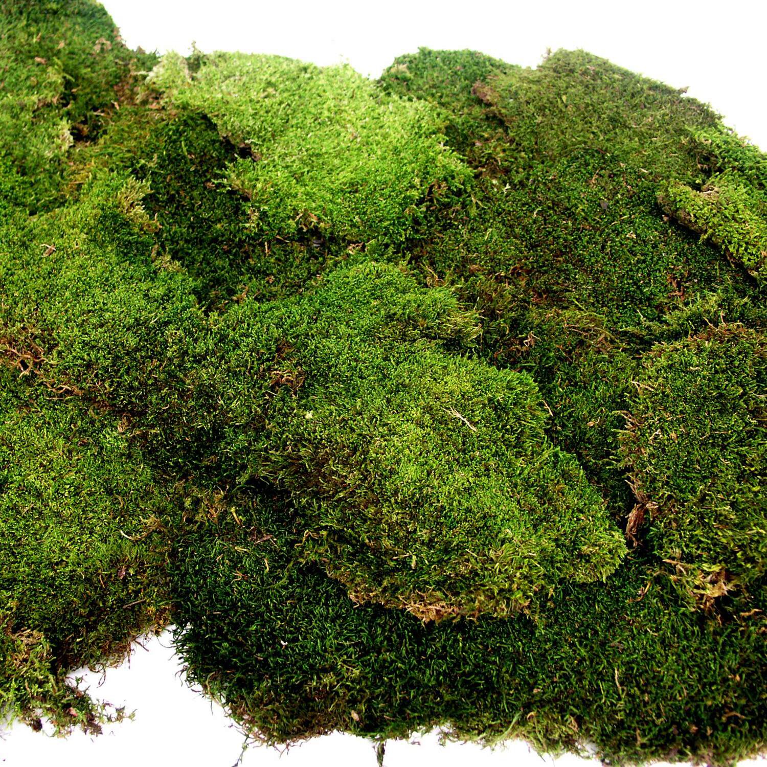 Gal&aacute;pagos Terrarium Moss Substrate, Sheet Moss, 150In 3 Header Bag