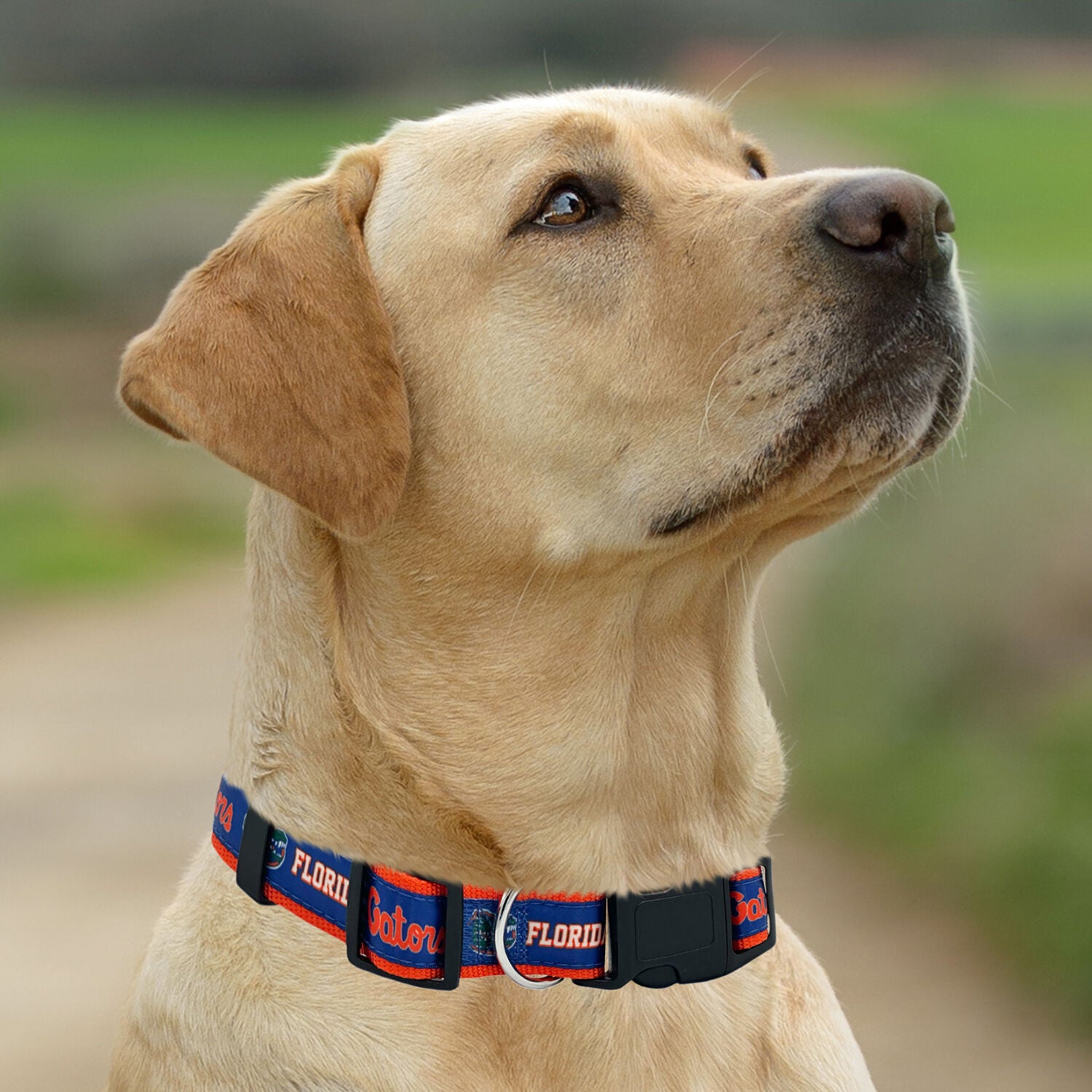 Pets First Ncaa University Of Florida Gators Satin Dog Collar, Large