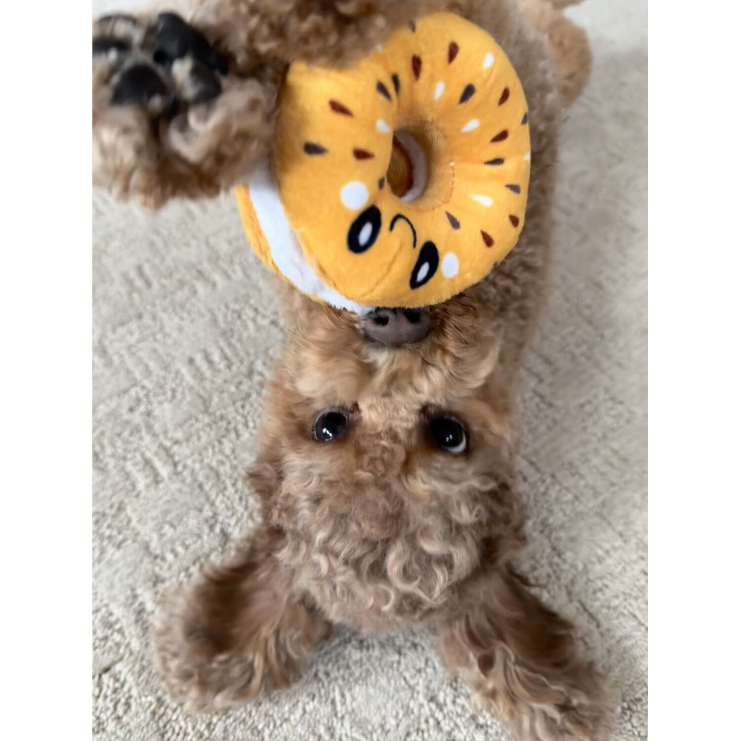 Territory Bagel Hide-And-Treat Crinkle, Squeak & Forage Dog Toy, 4"