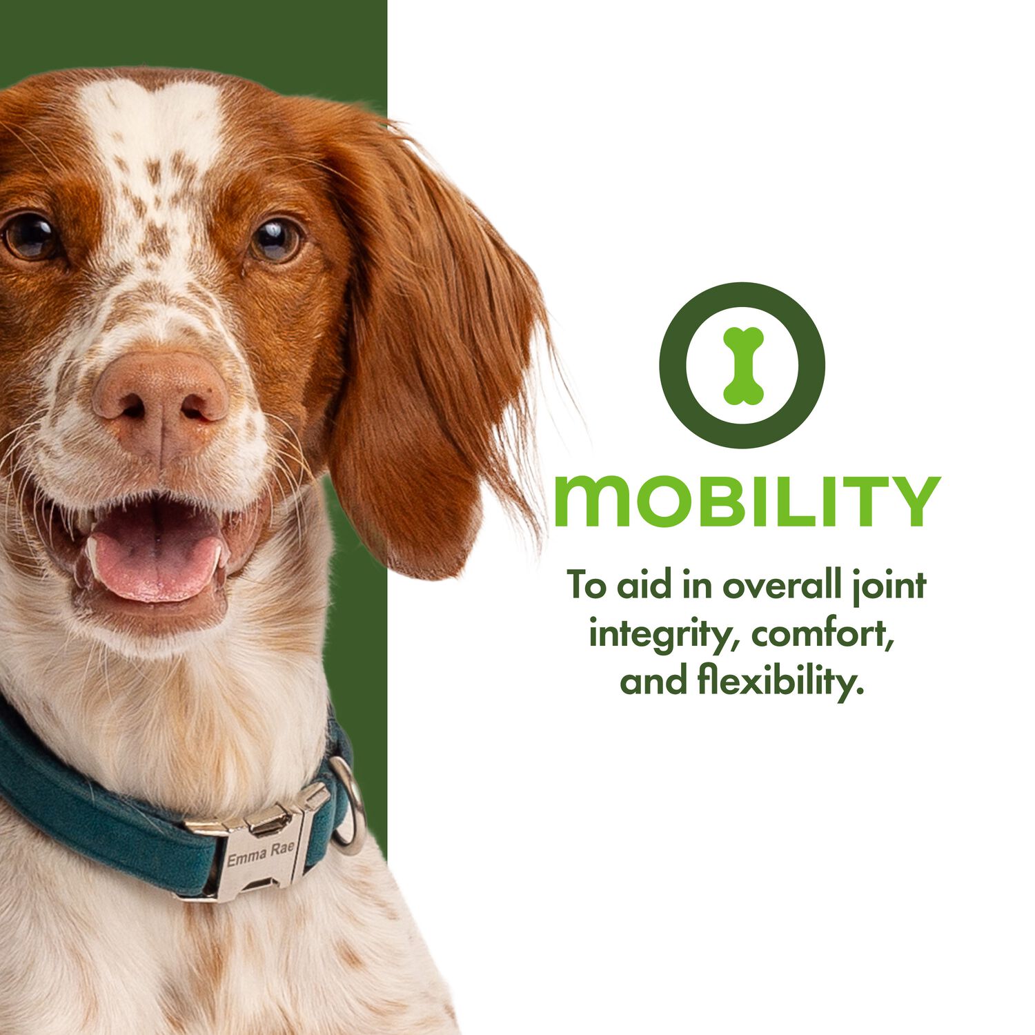 Fromm Nutritionals Mobility Supplement Pate Wet Dog Food, 13-Oz Can