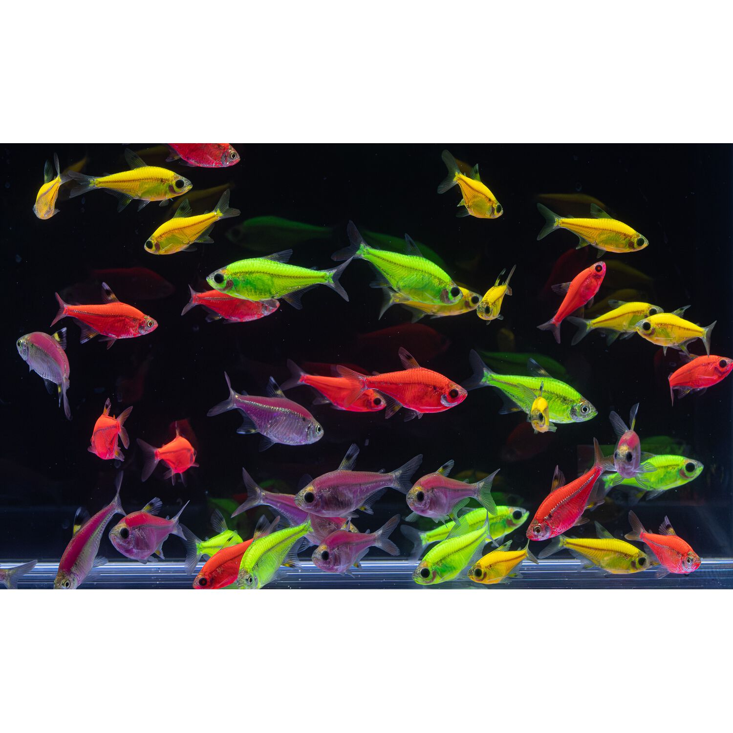 Pristella Assorted Glofish&reg;