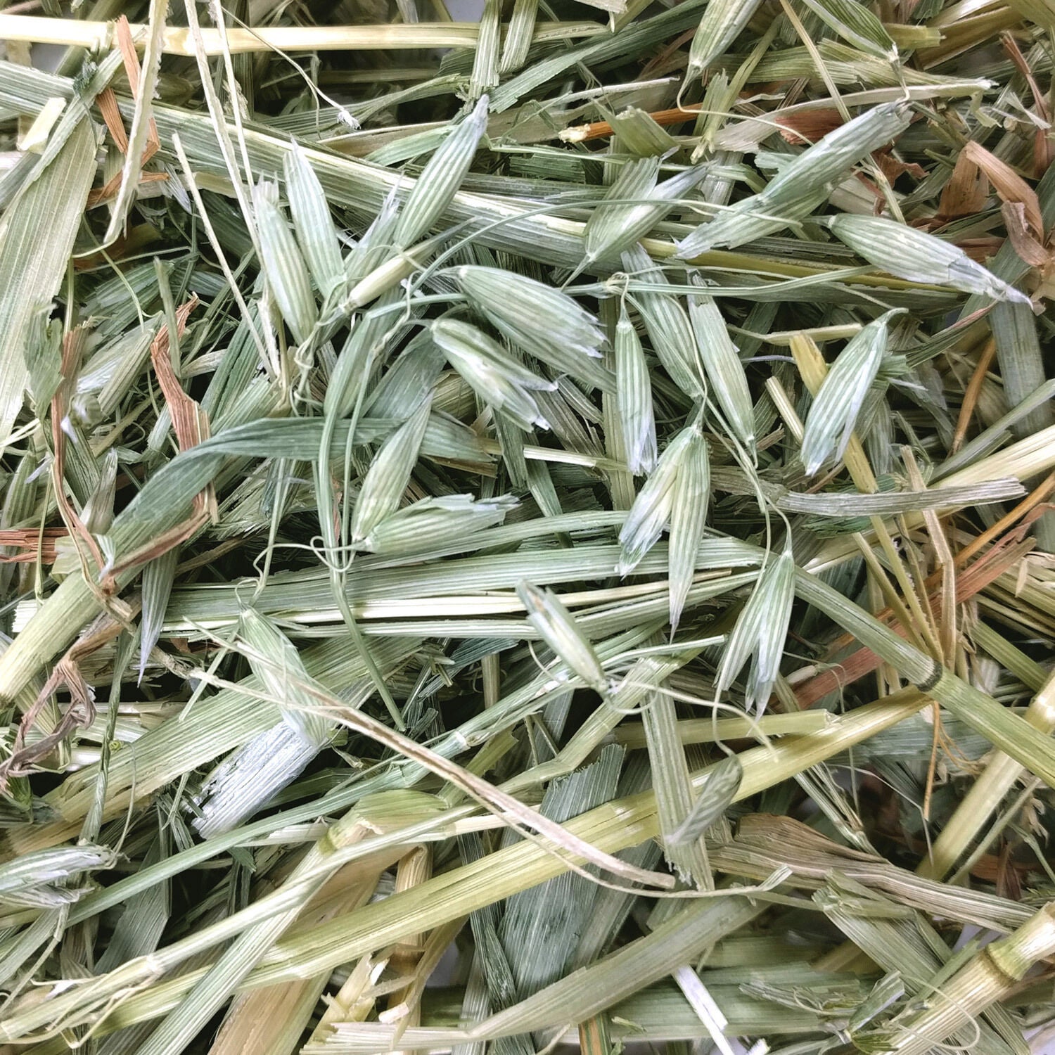 Oxbow Oat Hay For Small Animals
