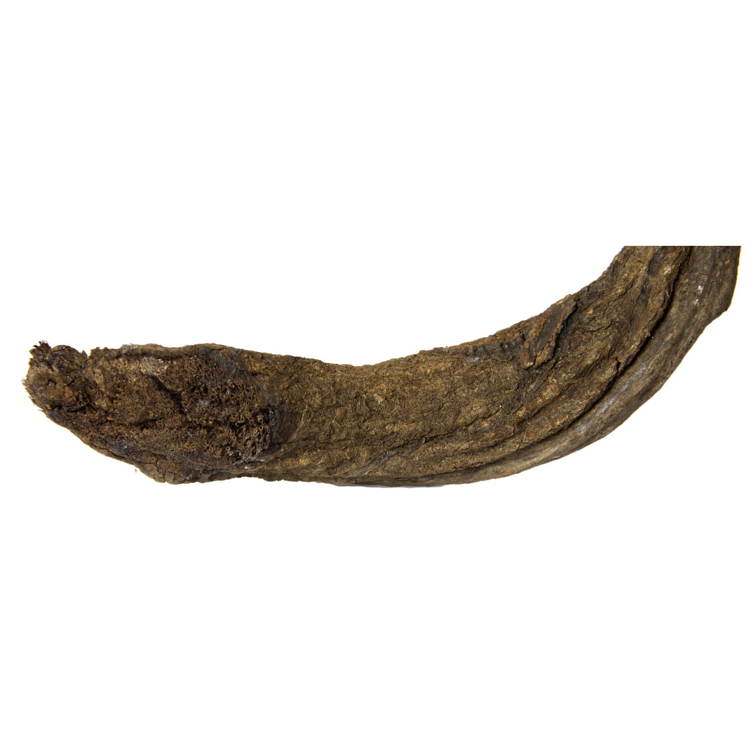 Gal&aacute;pagos Jungle Wood Aquarium And Terrarium Decor, Natural Brown, 2 Ft.