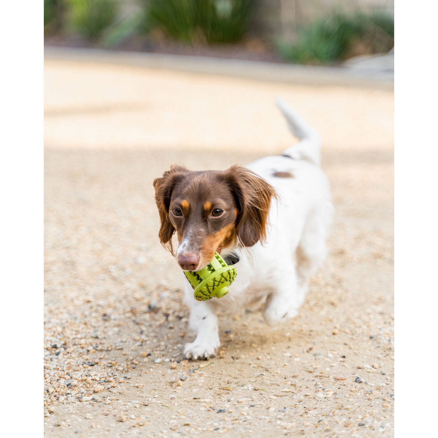 Tall Tails Natural Rubber Acorn Interactive Treat Dispensing Dog Toy, 3"