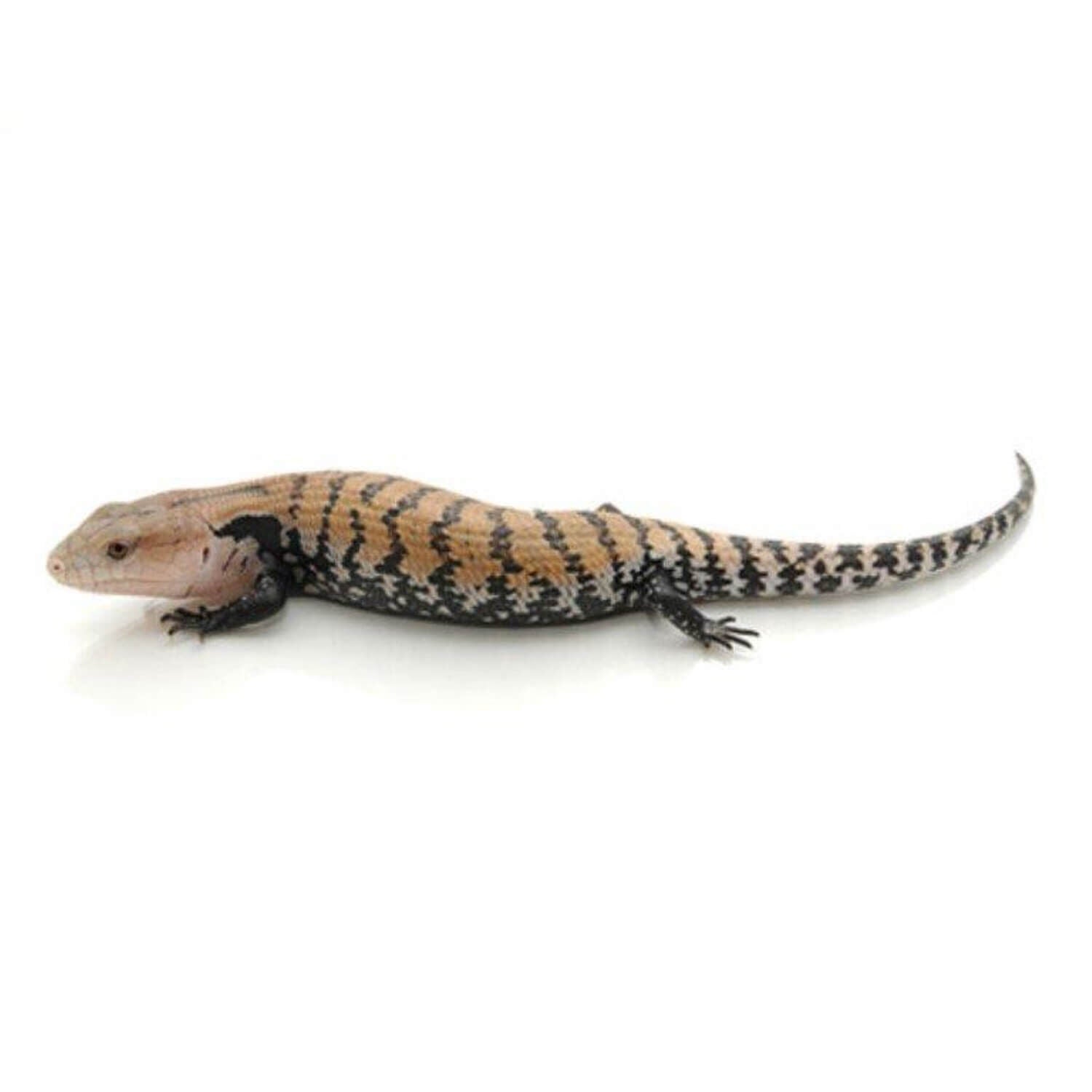Blue Tongue Skink, Baby/Juvenile