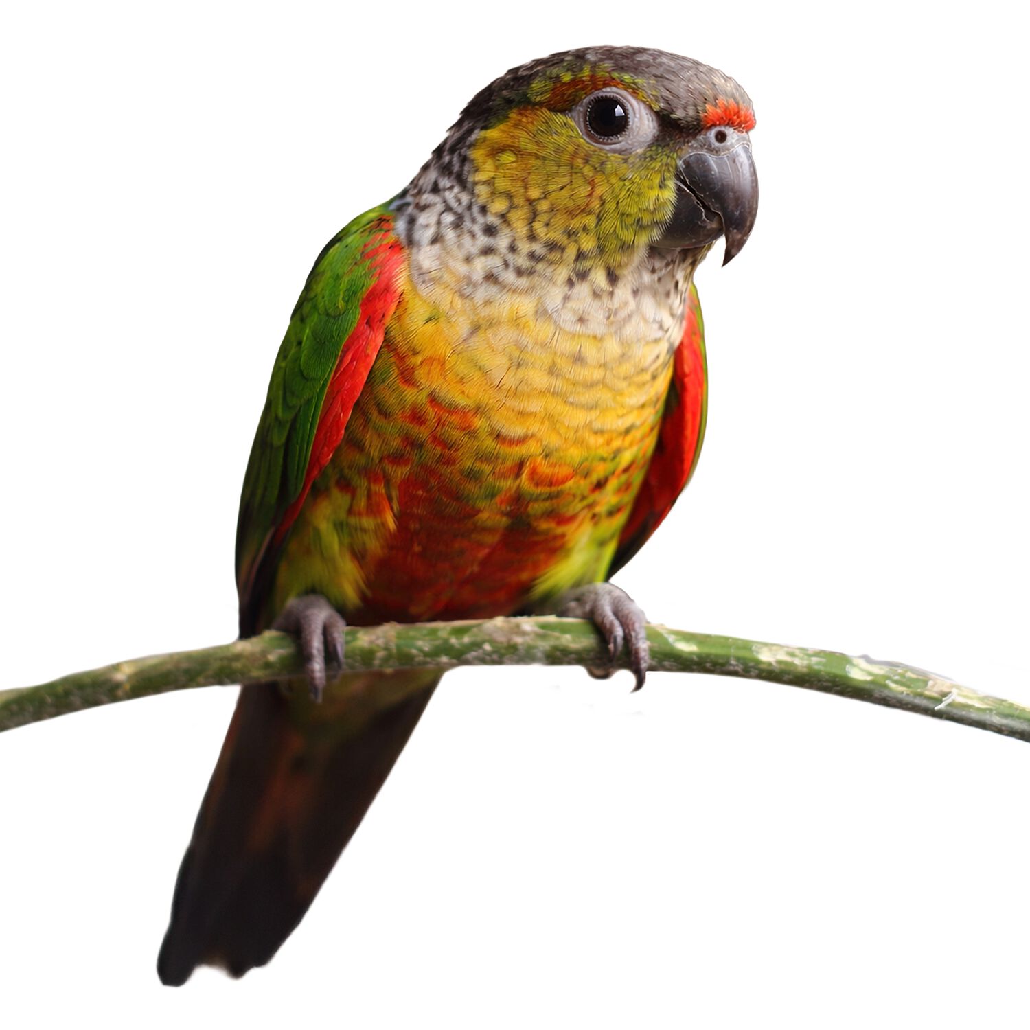 Opaline Black Cap Conure