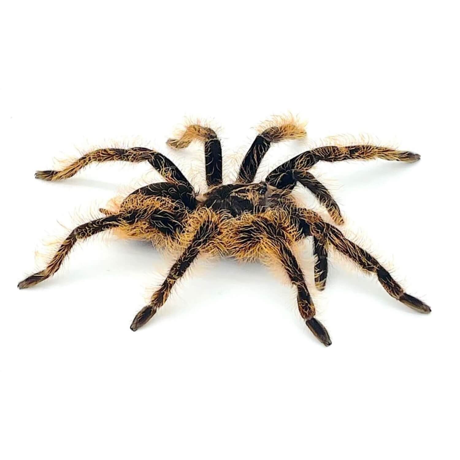 Curly Hair Tarantula